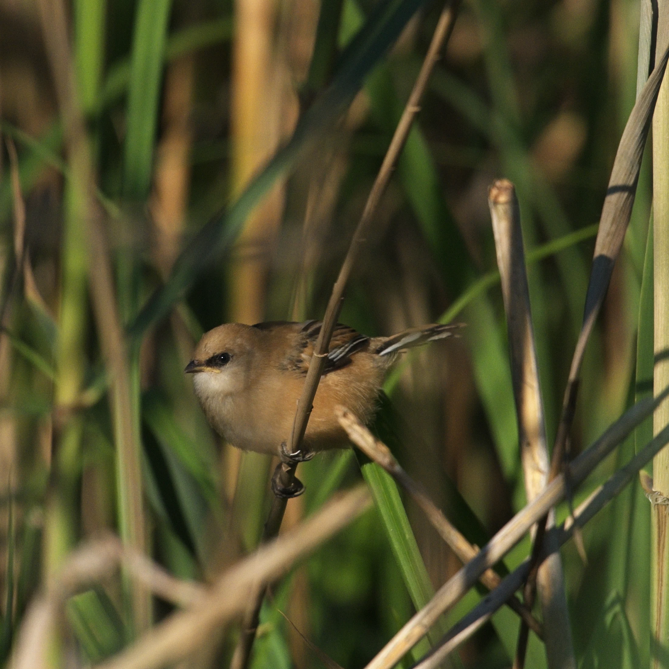 Bearded Reedling, Danube Delta, Romania — photo by Jim Bennett