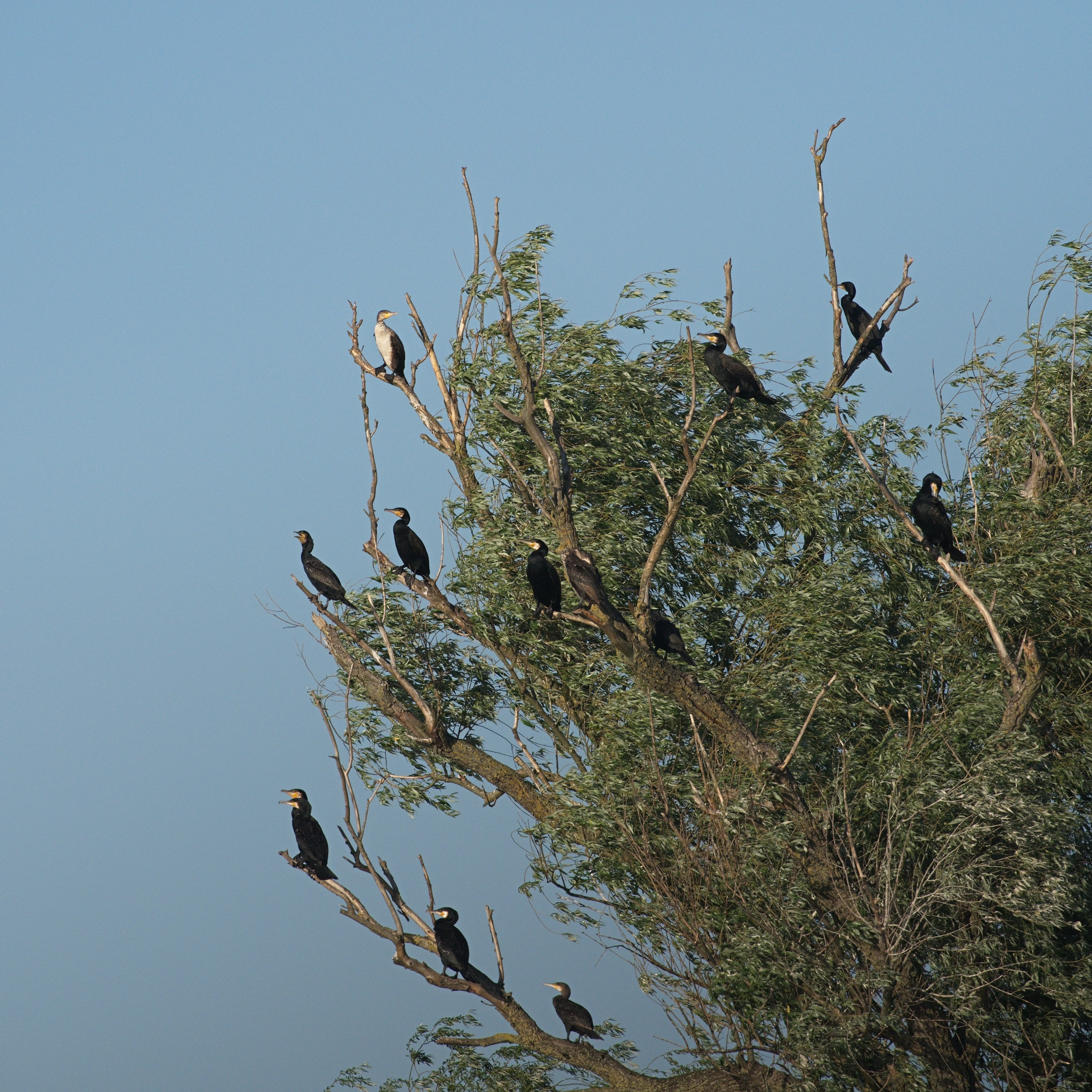 Great Cormorants, Danube Delta, Romania — photo by Jim Bennett