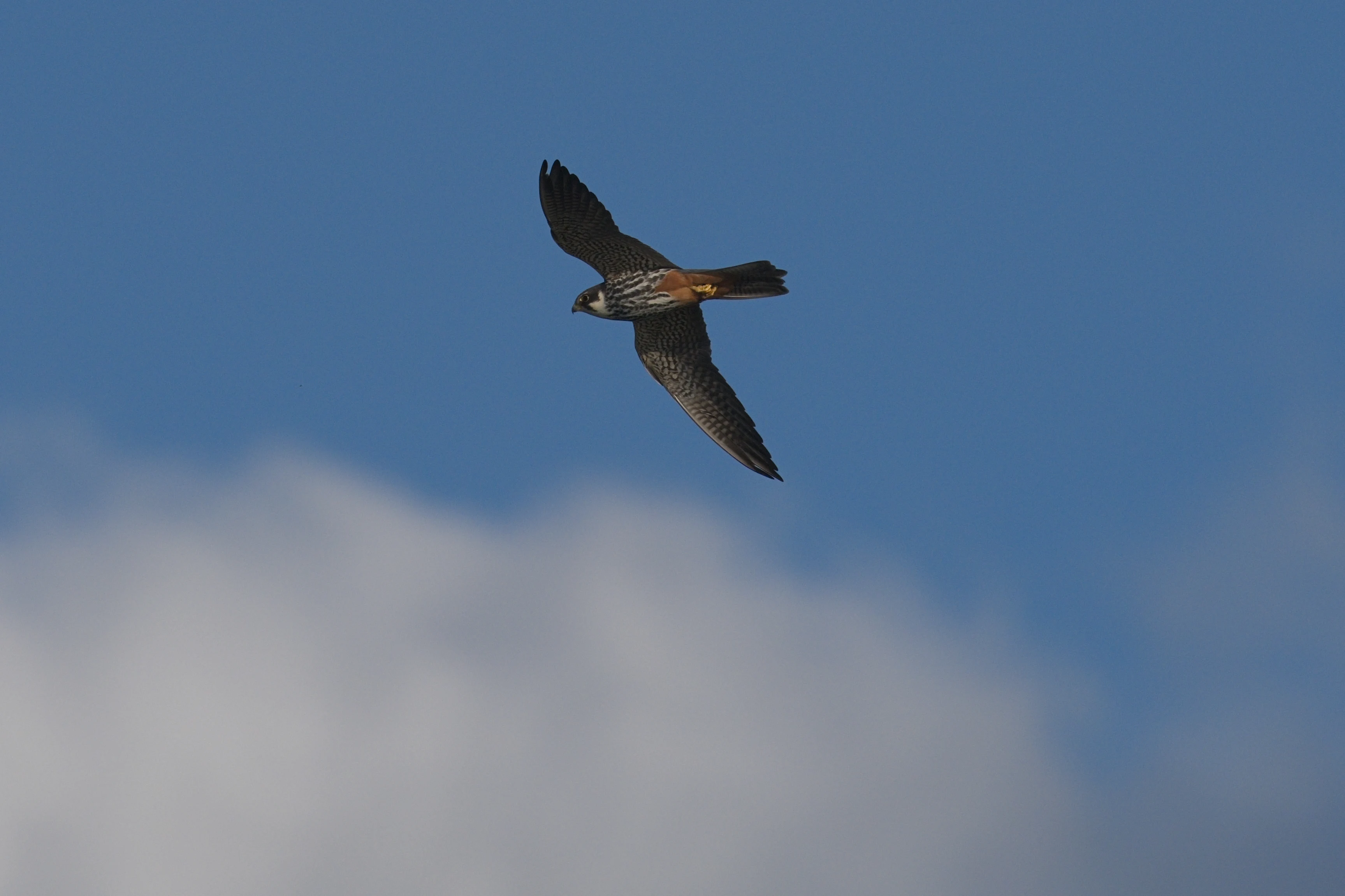 Hobby, Danube Delta, Romania — photo by Jim Bennett