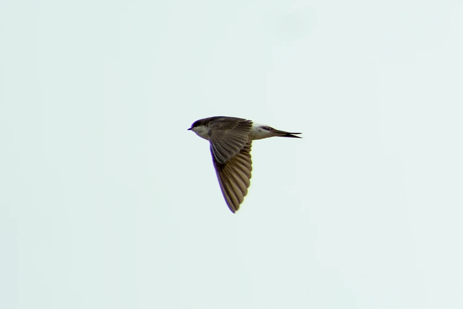 House Martin, Dogmersfield, Hampshire, UK — photo by Jim Bennett