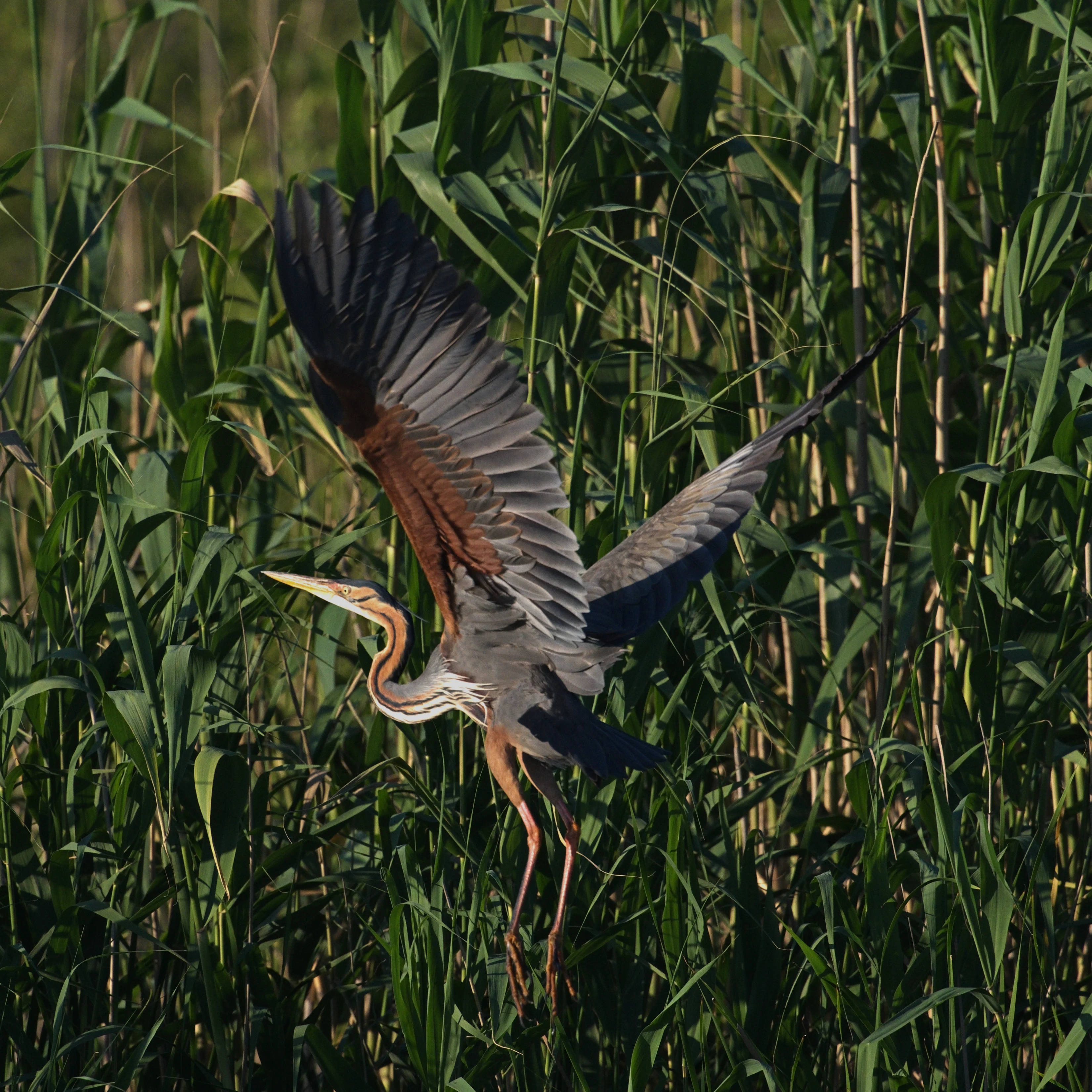 Purple Heron, Danube Delta, Romania — photo by Jim Bennett