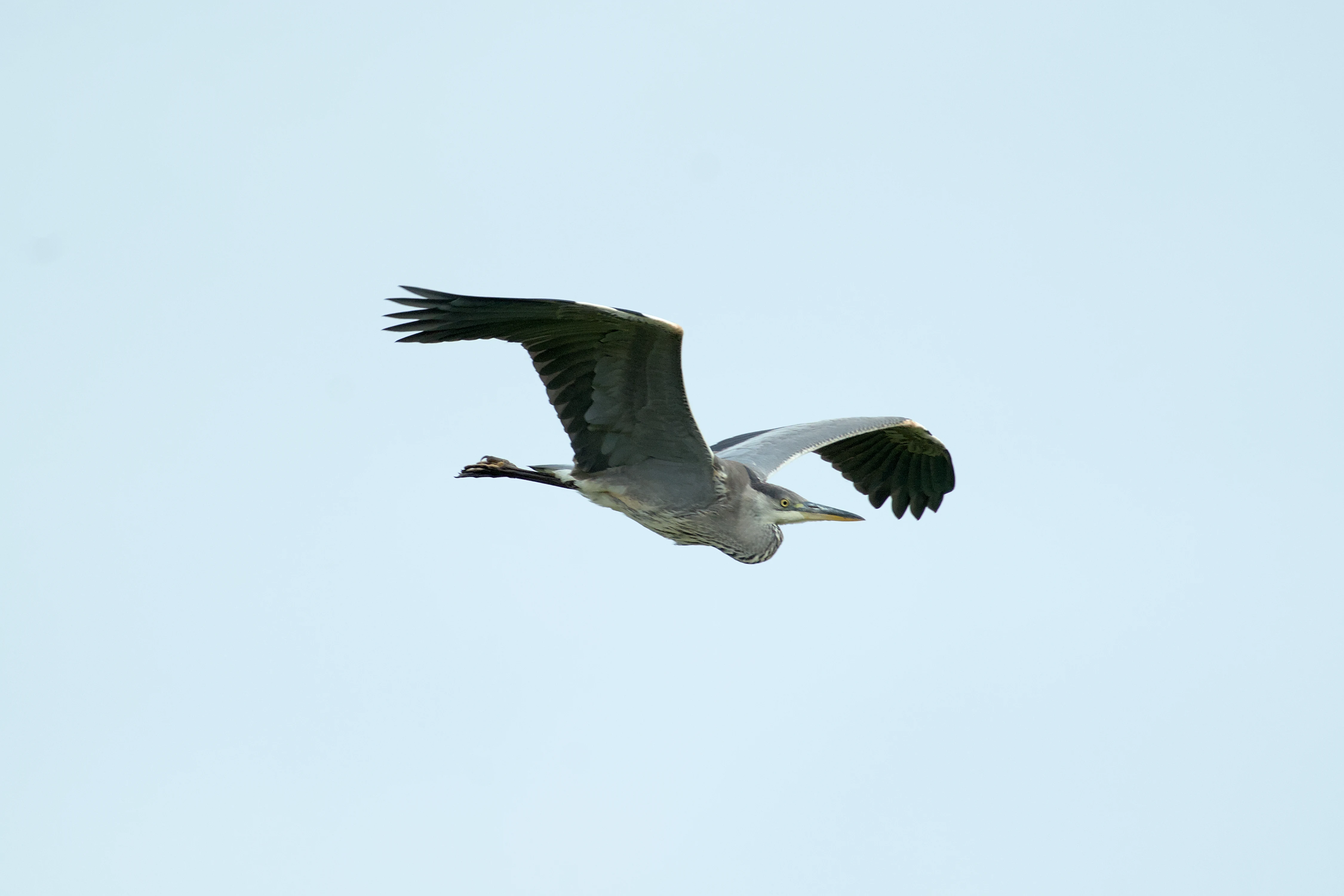 Grey Heron, Dogmersfield, Hampshire, UK — photo by Jim Bennett