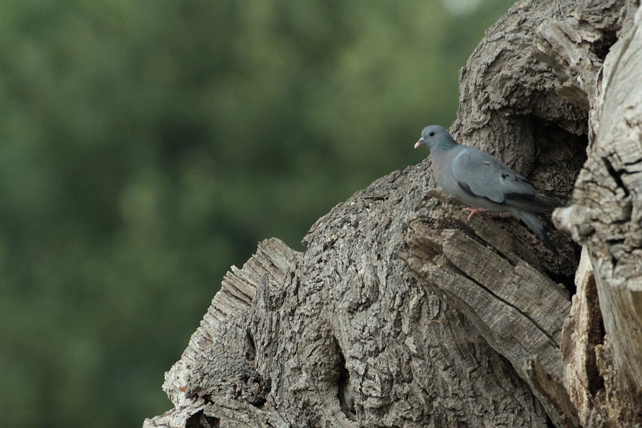 Stock Dove, Dogmersfield, Hampshire, UK — photo by Jim Bennett