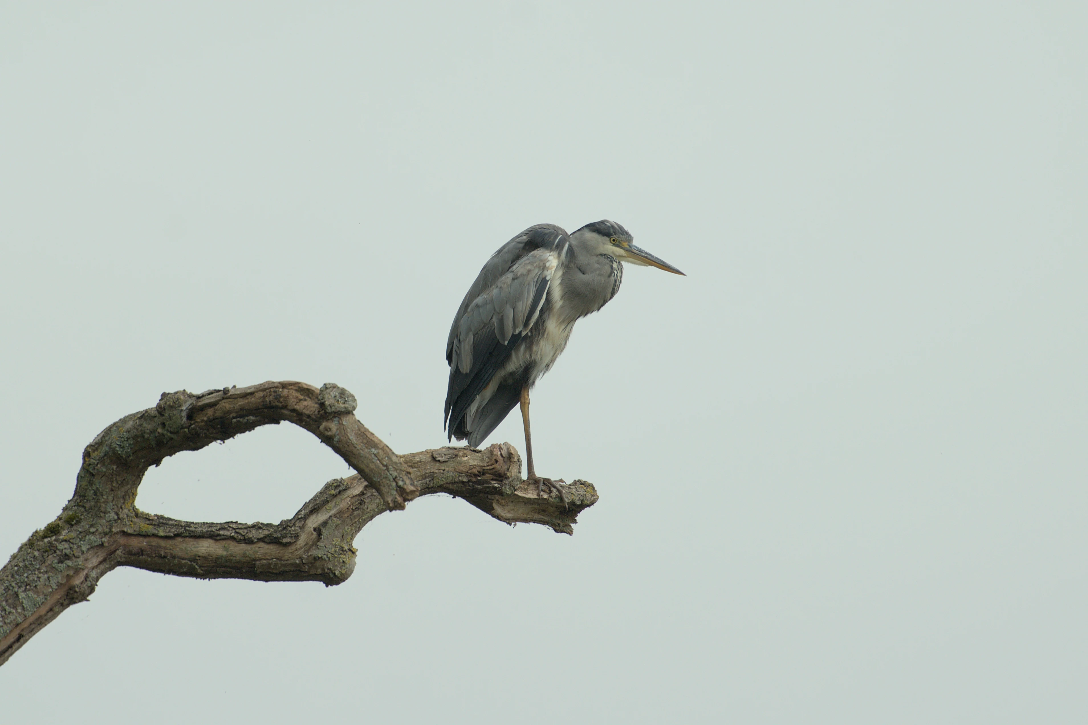 Grey Heron, Dogmersfield, Hampshire, UK — photo by Jim Bennett