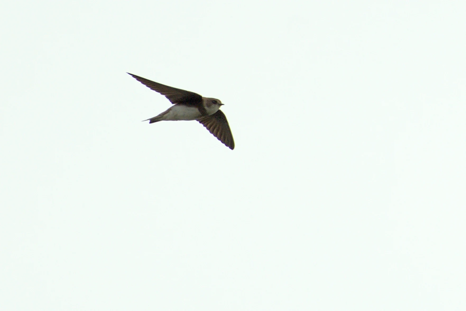 Sand Martin, Dogmersfield, Hampshire, UK — photo by Jim Bennett
