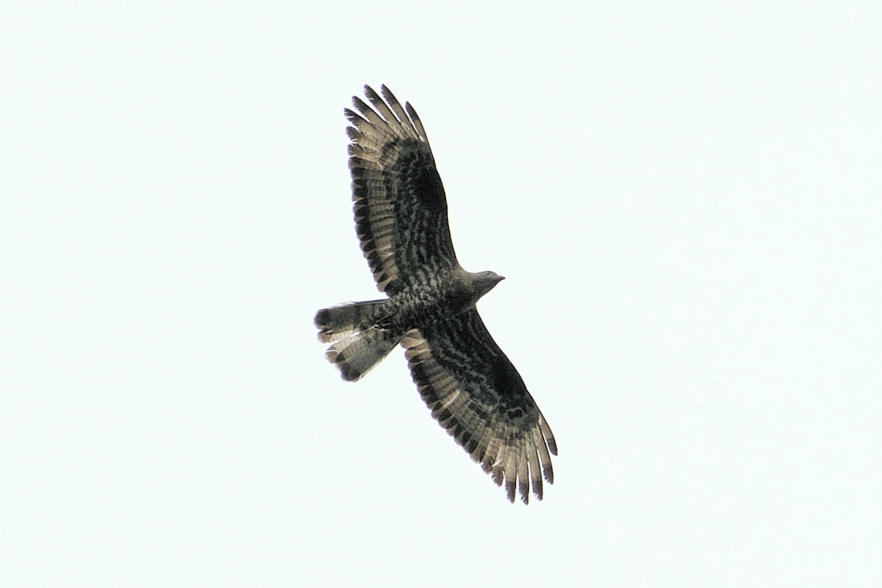 Honey Buzzard, West Sussex, UK — photo by Jim Bennett