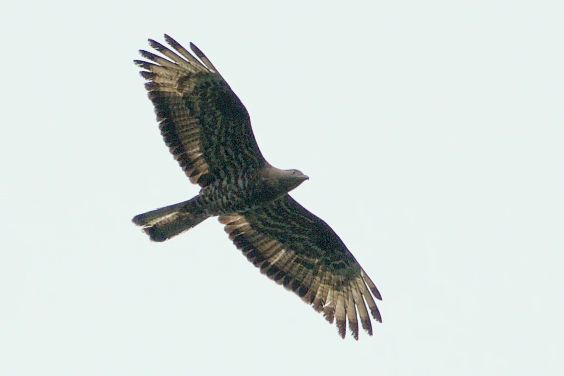 Honey Buzzard, West Sussex, UK — photo by Jim Bennett