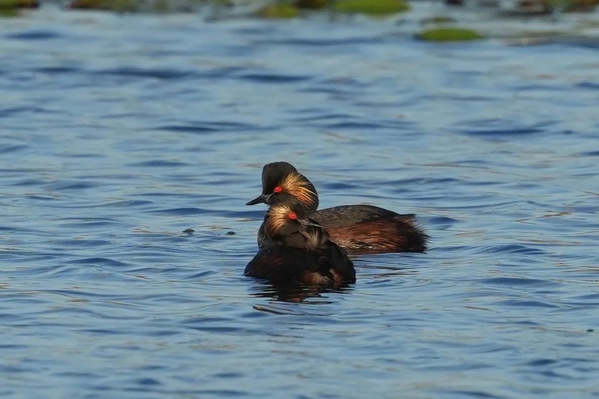 Black-necked Grebes, Danube Delta, Romania — photo by Jim Bennett