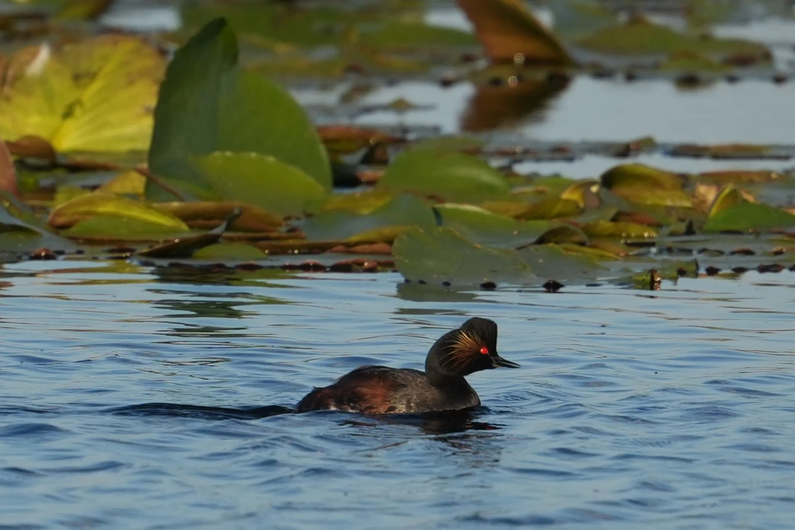 Black-necked Grebe, Danube Delta, Romania — photo by Jim Bennett