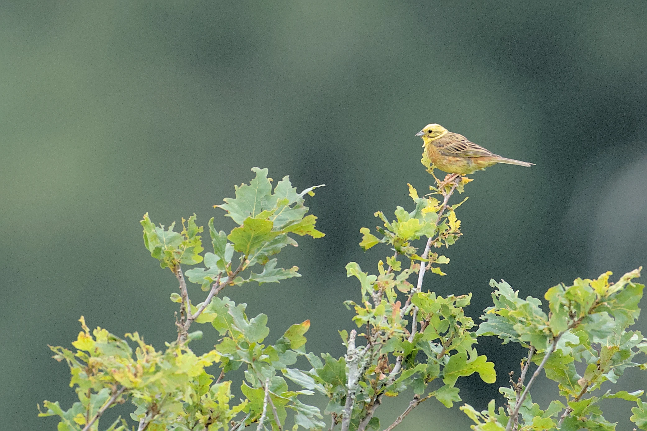 Yellowhammer, West Sussex, UK — photo by Jim Bennett