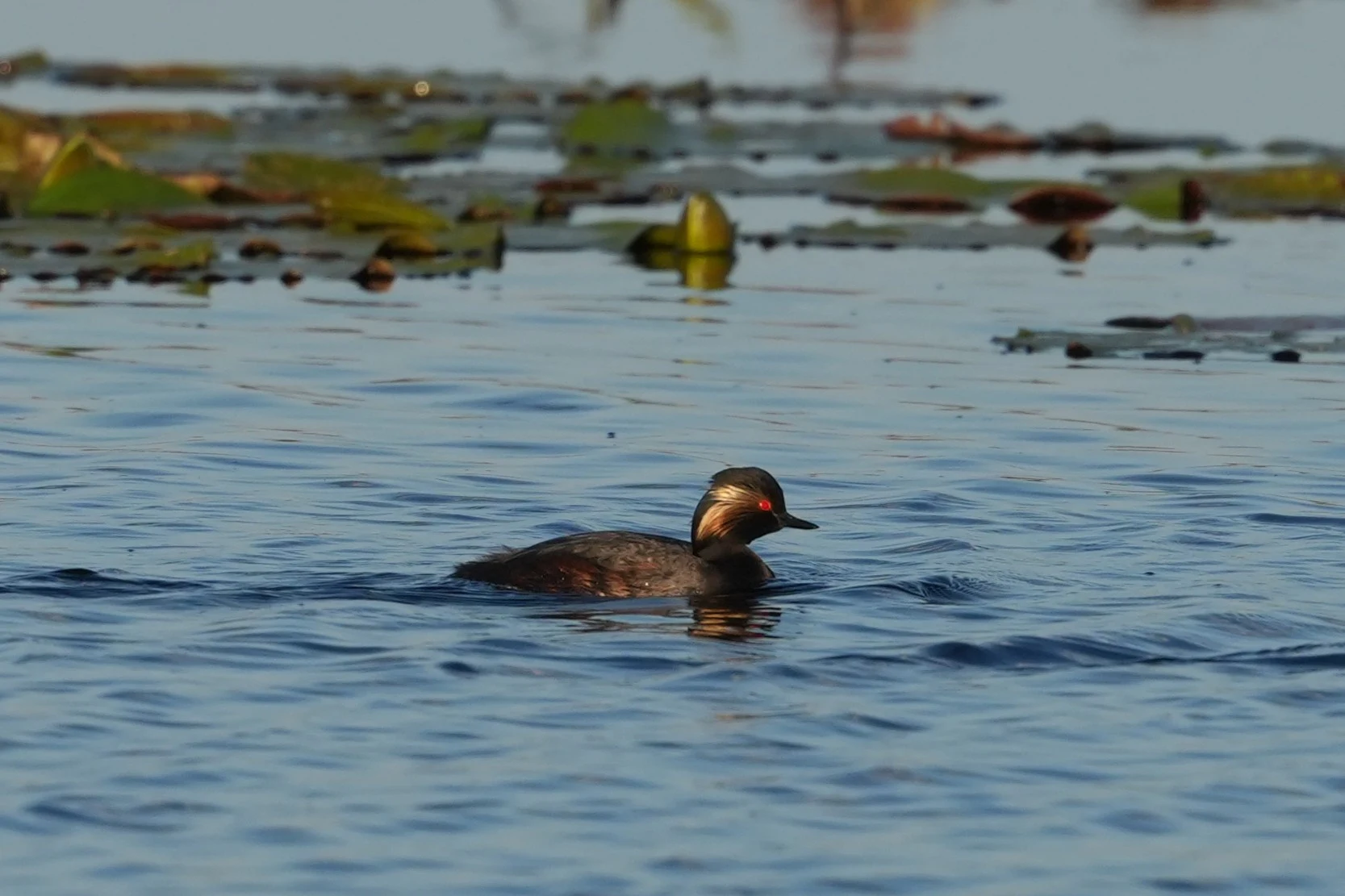 Black-necked Grebe, Danube Delta, Romania — photo by Jim Bennett