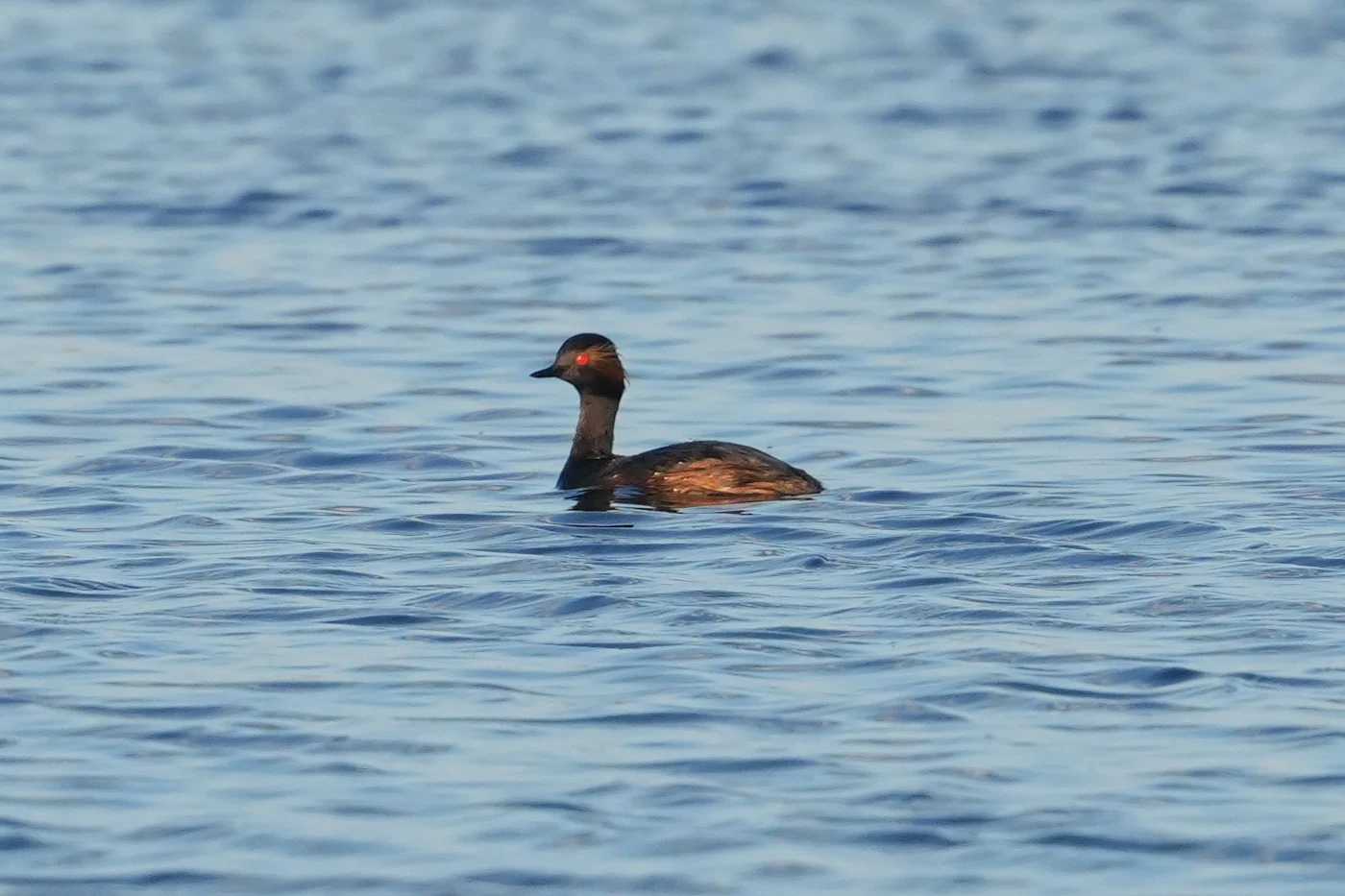 Black-necked Grebe, Danube Delta, Romania — photo by Jim Bennett