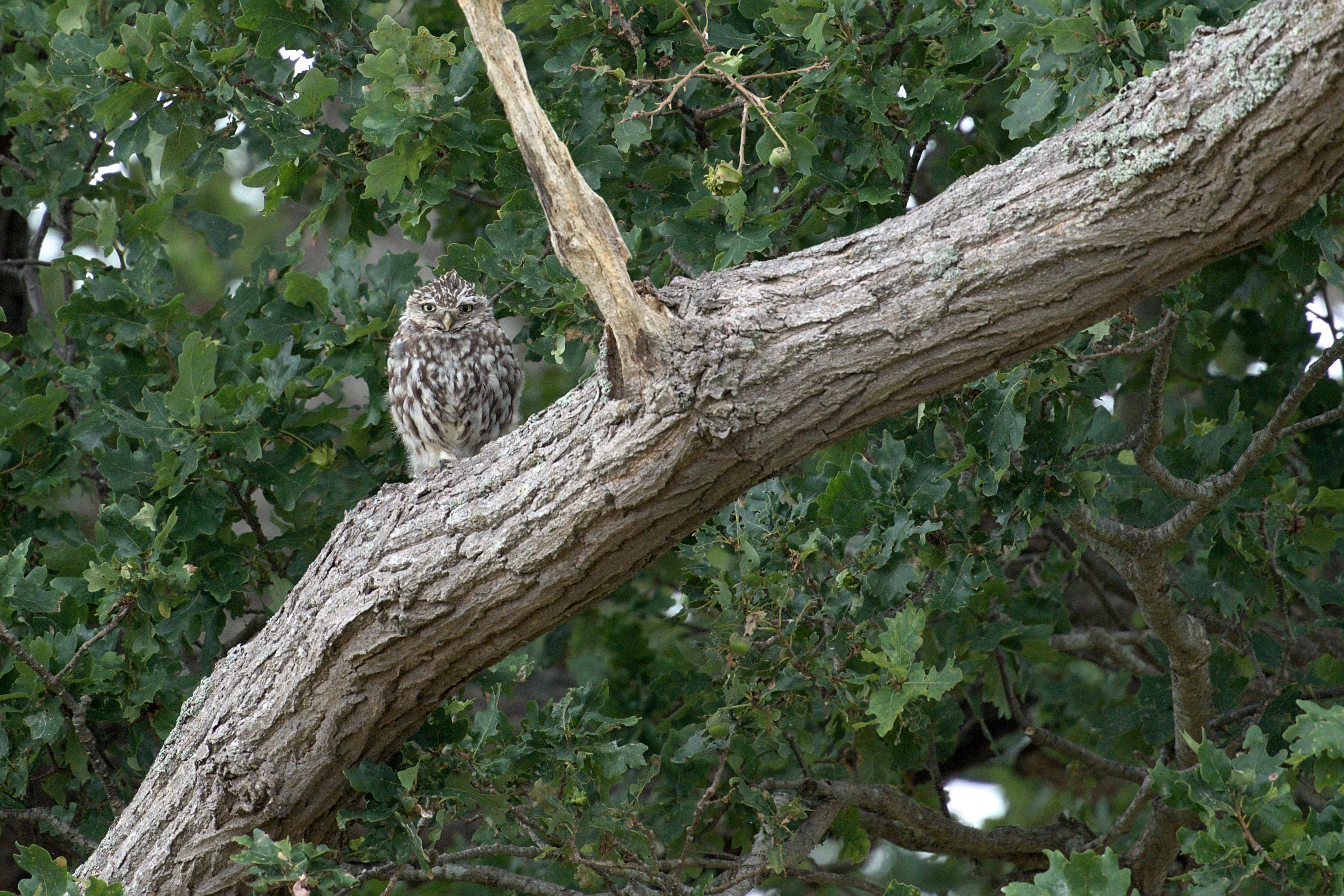 Little Owl, Dogmersfield, Hampshire, UK — photo by Jim Bennett