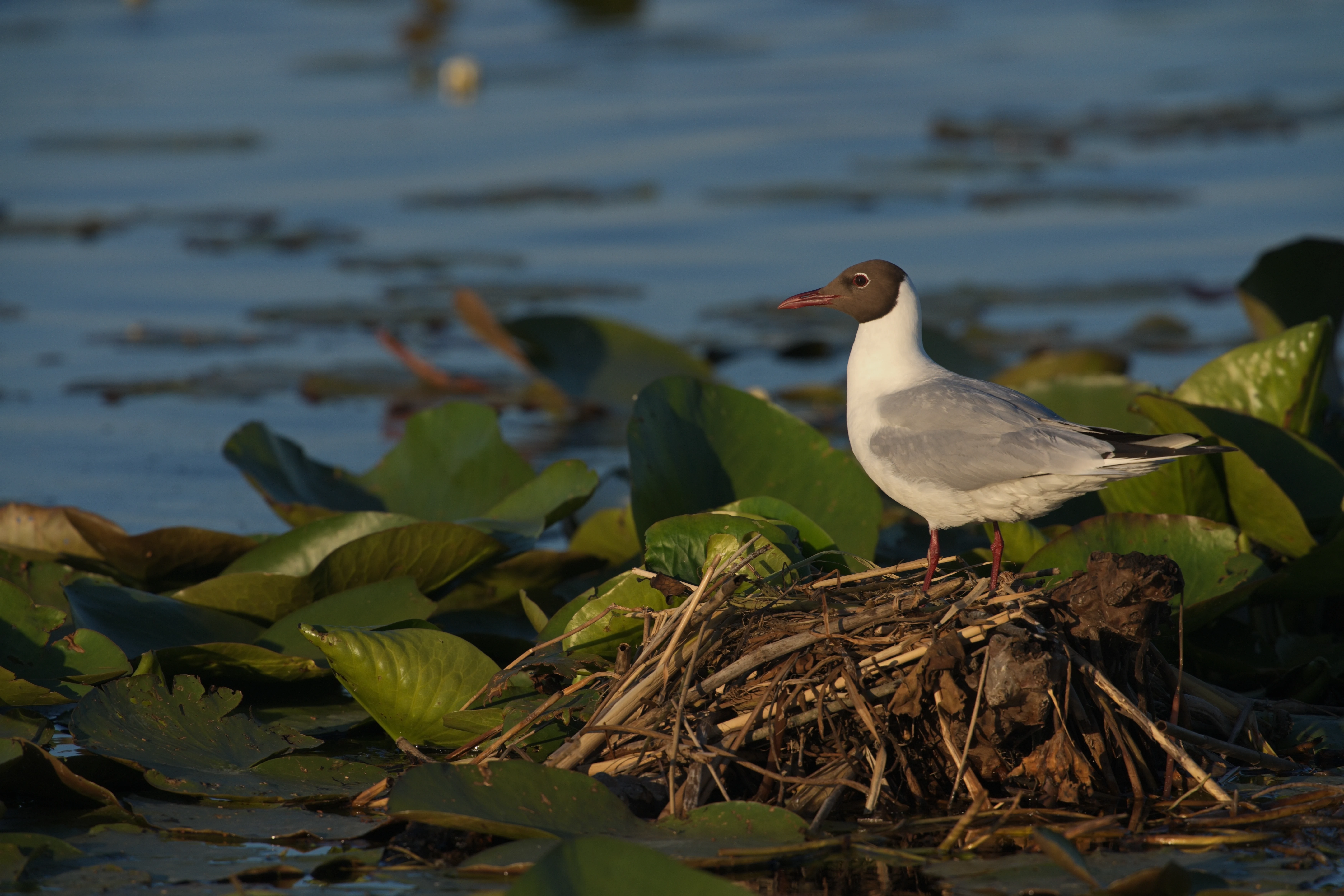 Black-headed Gull, Danube Delta, Romania — photo by Jim Bennett