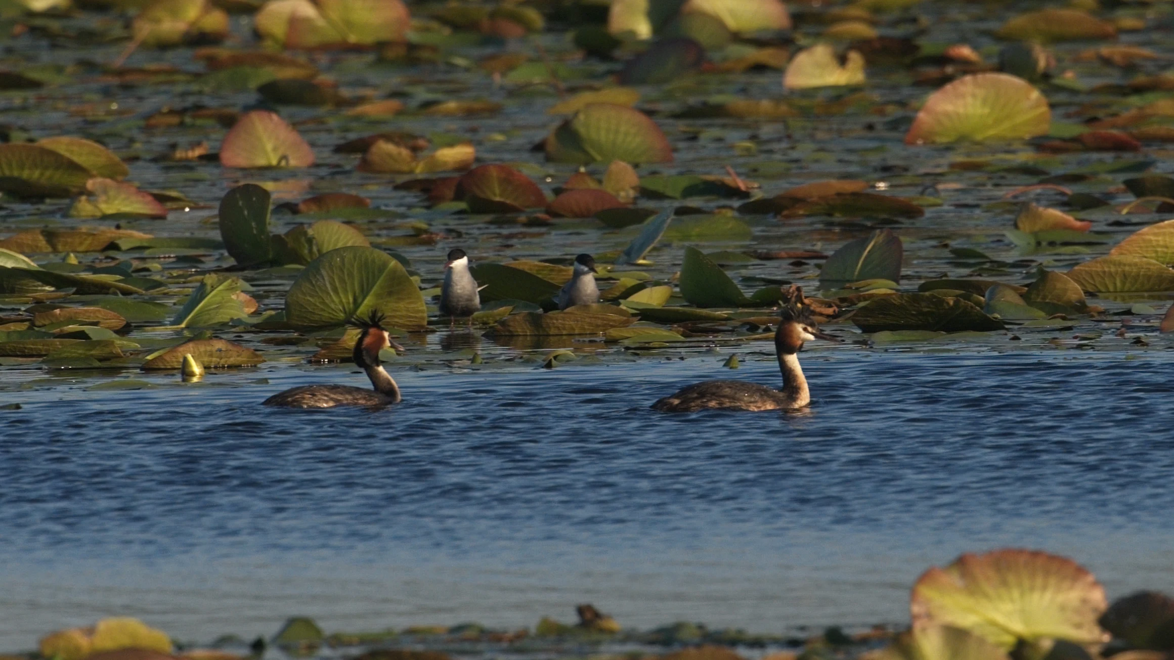 Great Crested Grebe s& Whiskered Terns, Danube Delta, Romania — photo by Jim Bennett
