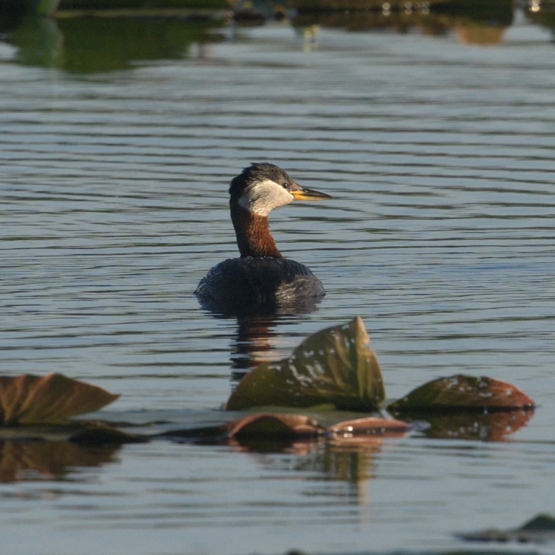 Red-necked Grebe, Danube Delta, Romania — photo by Jim Bennett