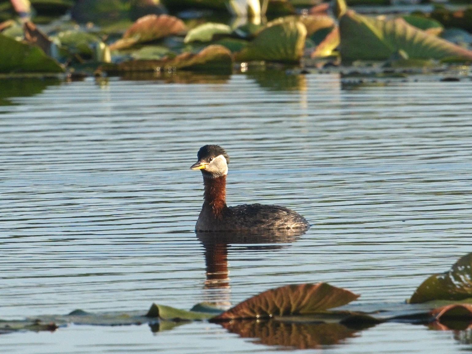 Red-necked Grebe, Danube Delta, Romania — photo by Jim Bennett