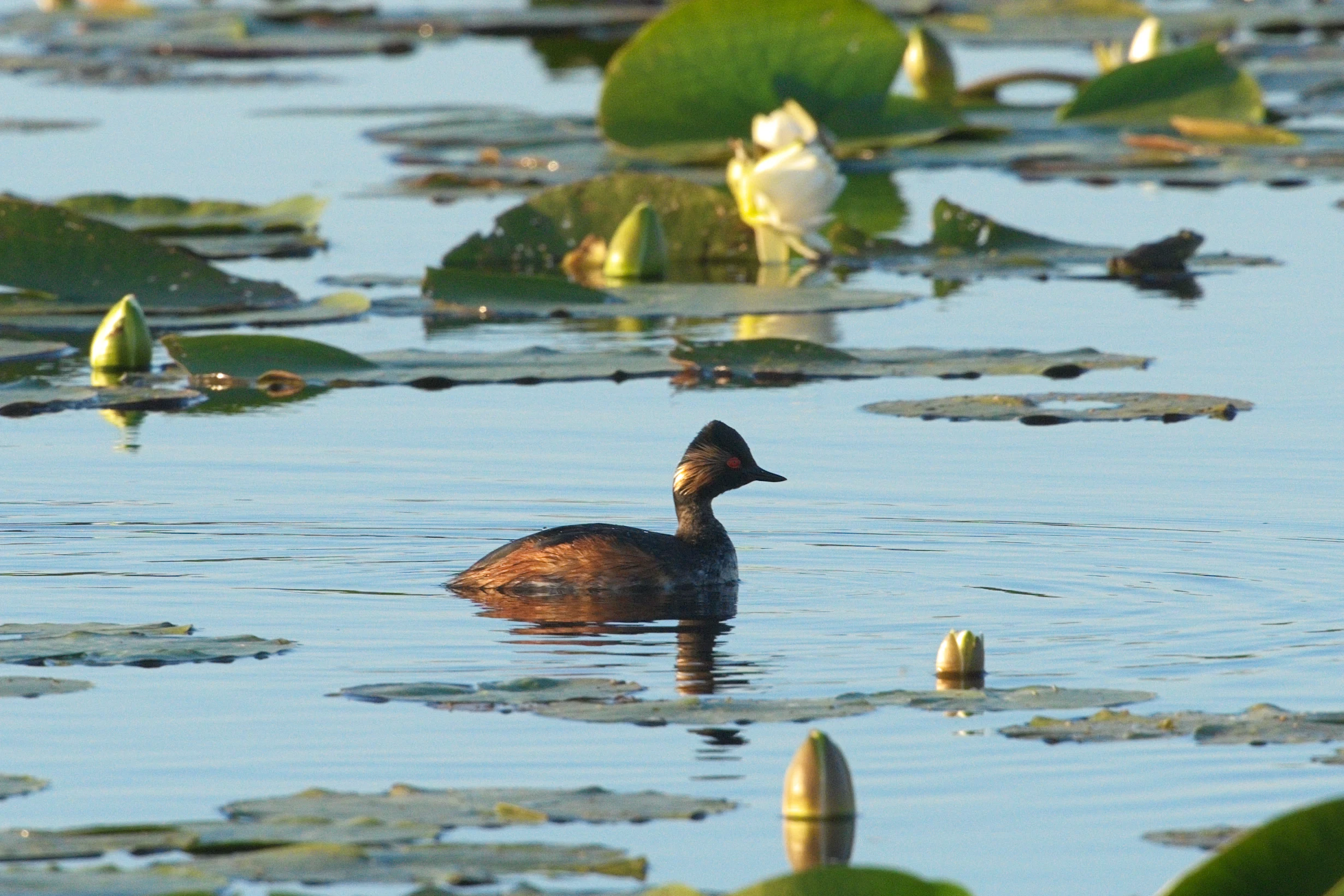 Black-necked Grebe, Danube Delta, Romania — photo by Jim Bennett