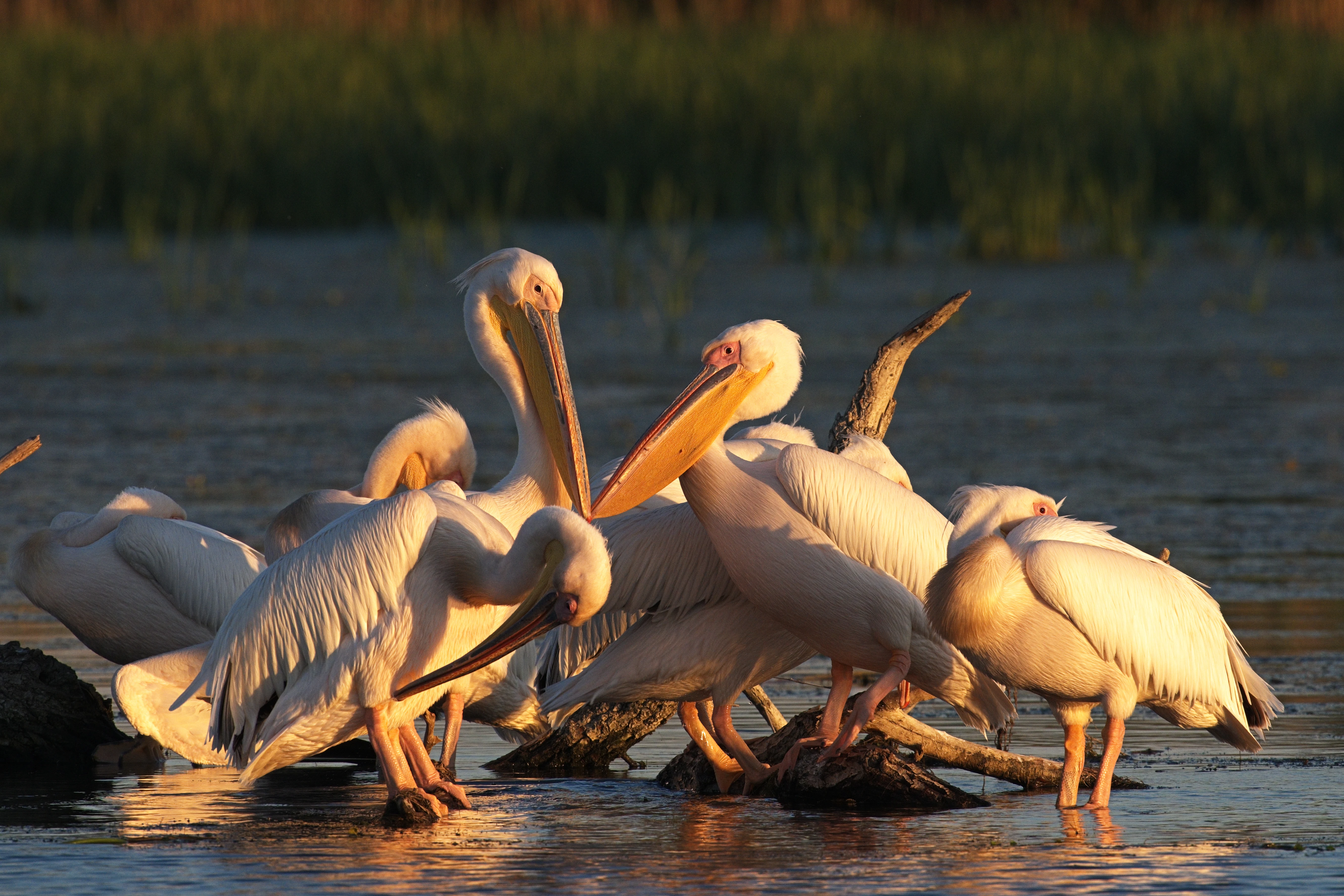 White Pelicans, Danube Delta, Romania — photo by Jim Bennett