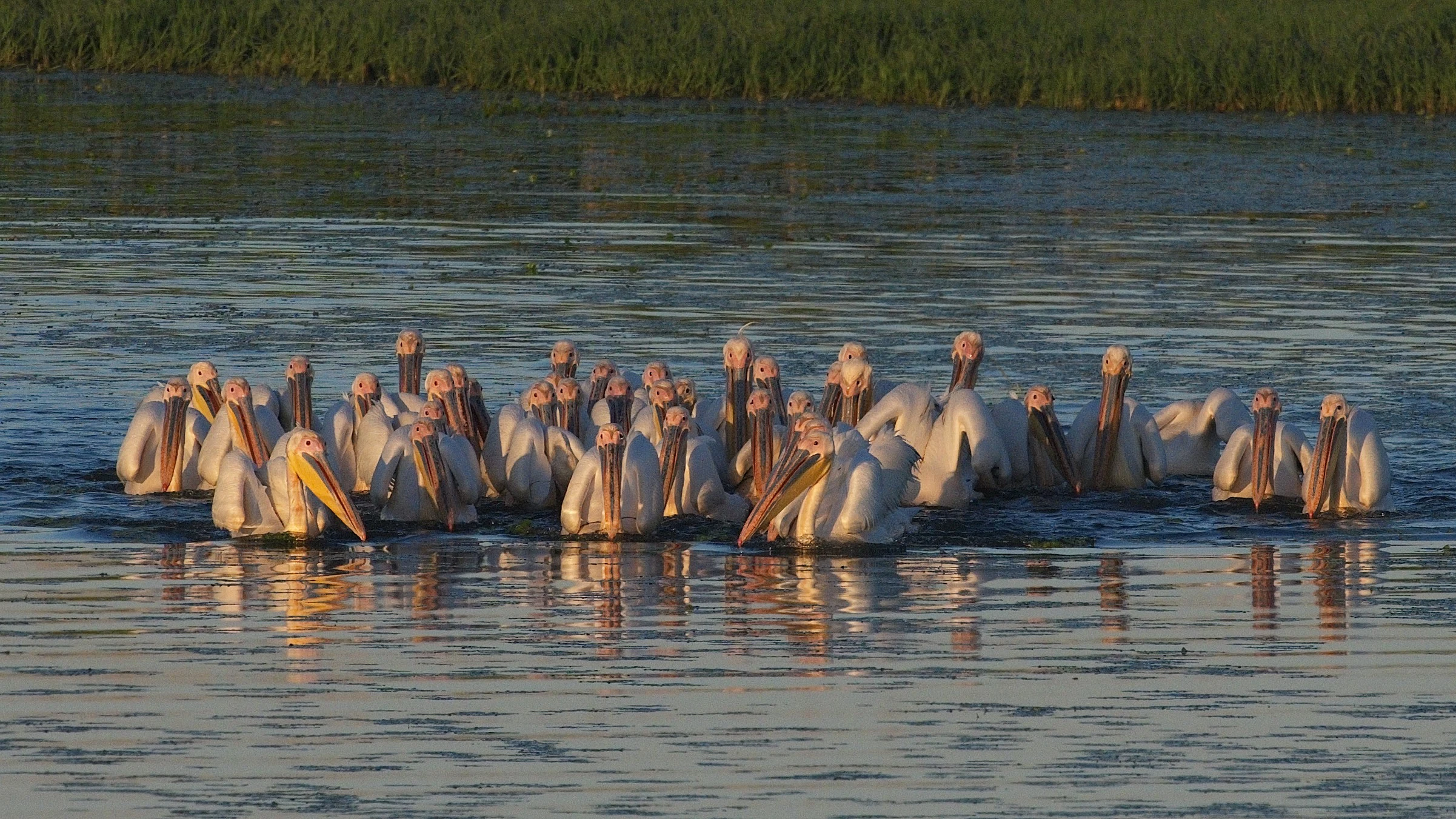Pelicans fishing, Danube Delta, Romania — photo by Jim Bennett