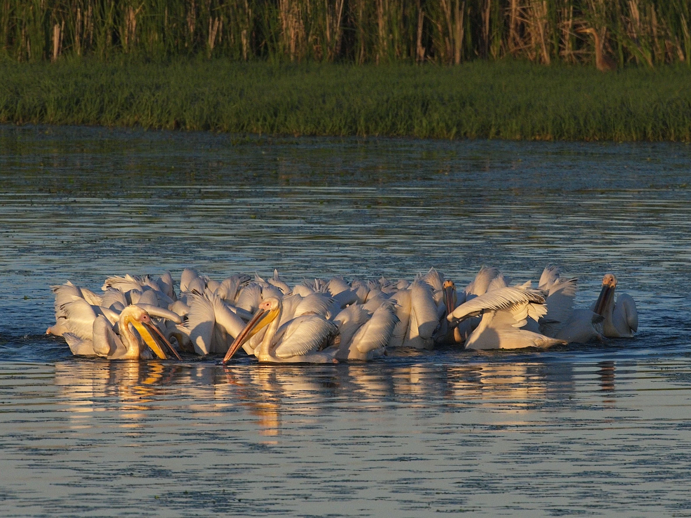 Pelicans fishing, Danube Delta, Romania — photo by Jim Bennett