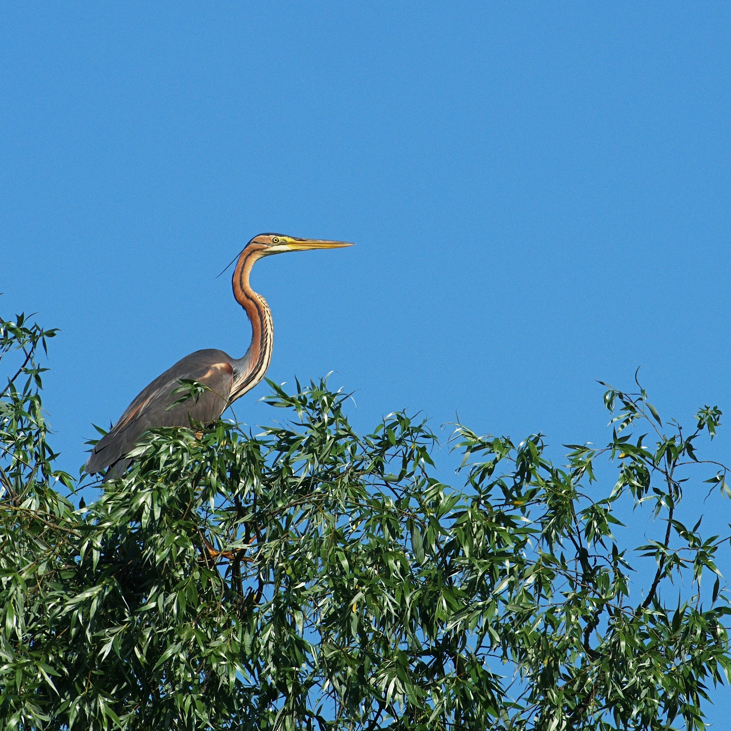 Purple Heron, Danube Delta, Romania — photo by Jim Bennett