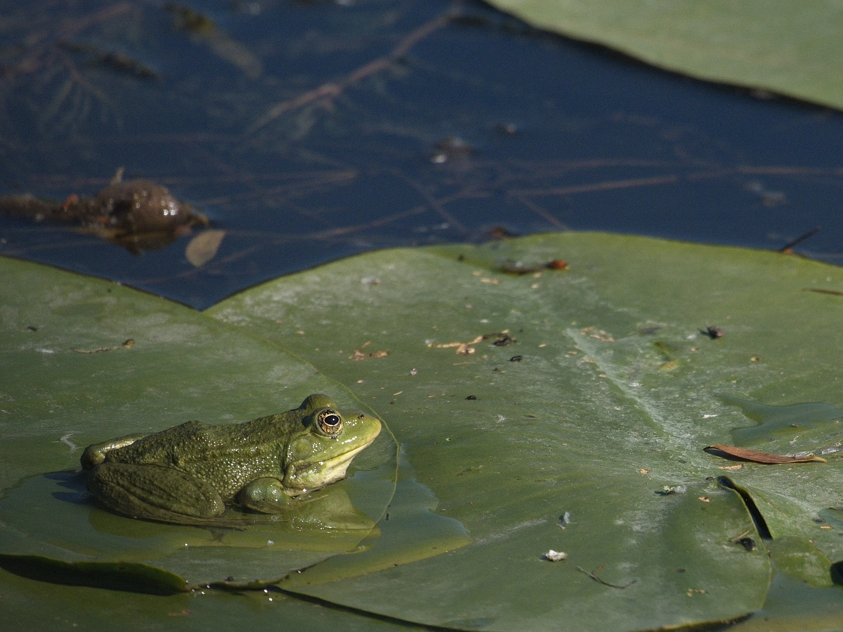 Frog, Danube Delta, Romania — photo by Jim Bennett