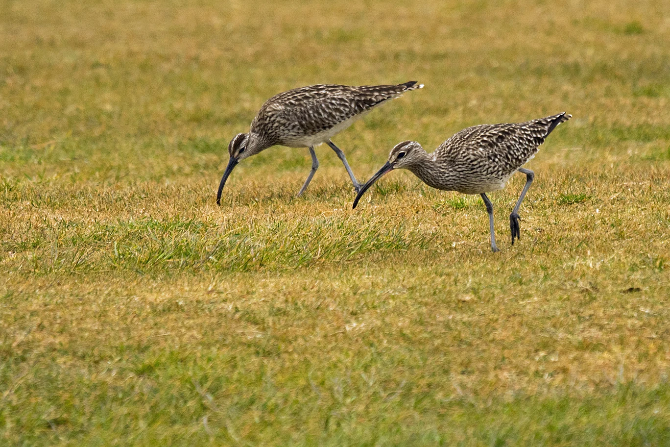Whimbrels, Whitesands Bay, Pembrokeshire, UK — photo by Jim Bennett