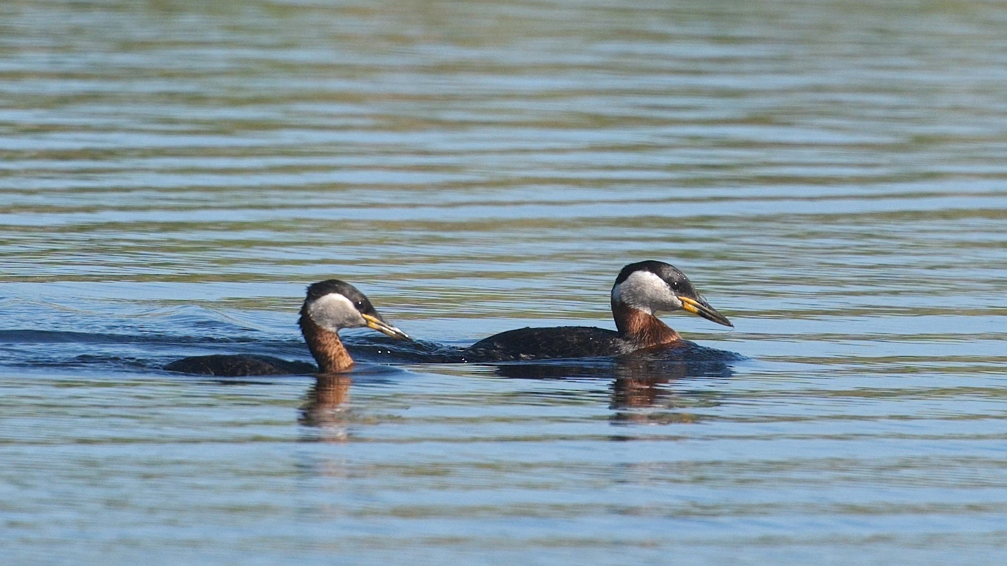 Red-necked Grebes, Danube Delta, Romania — photo by Jim Bennett