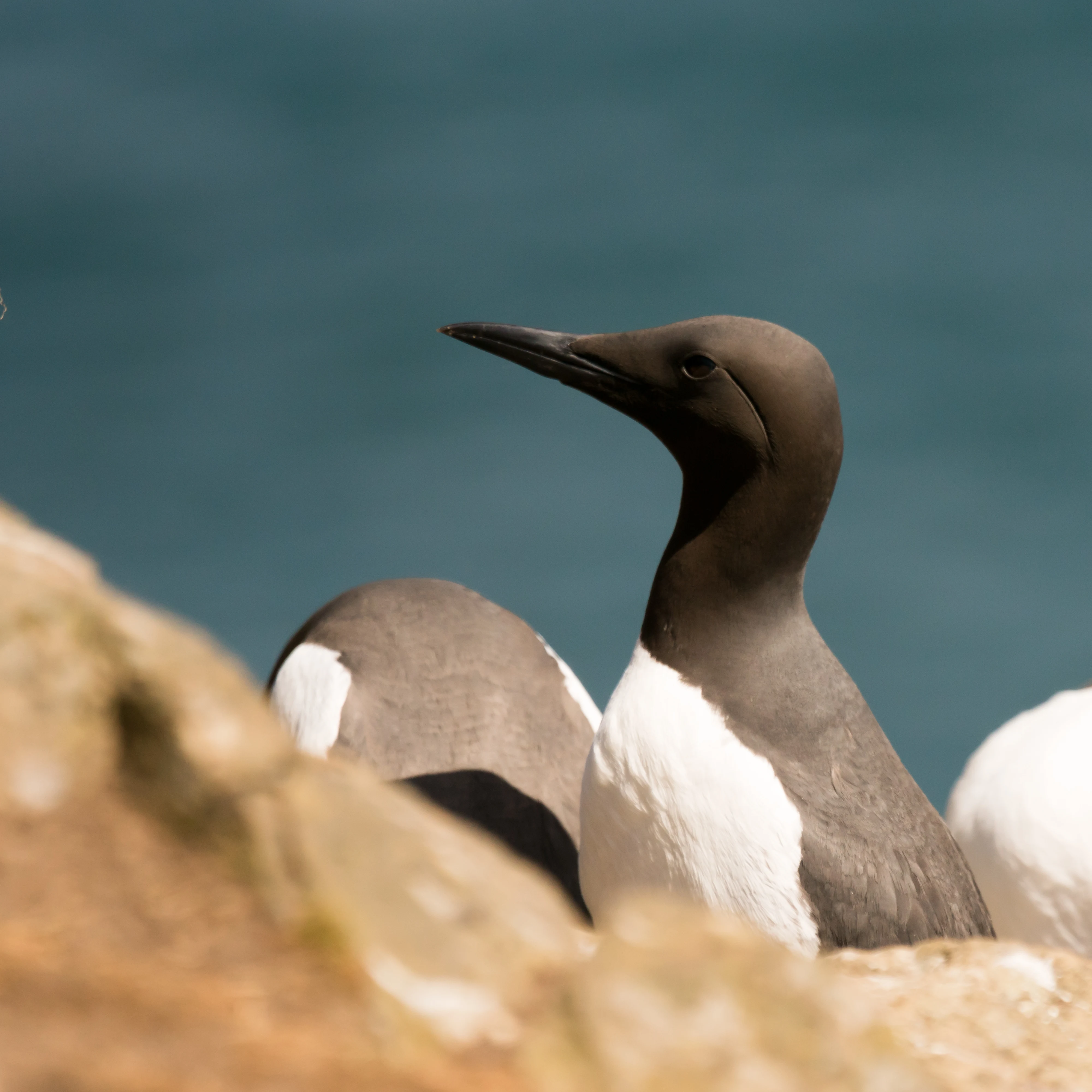 Common Guillemot, Skomer, Pembrokeshire, UK — photo by Jim Bennett
