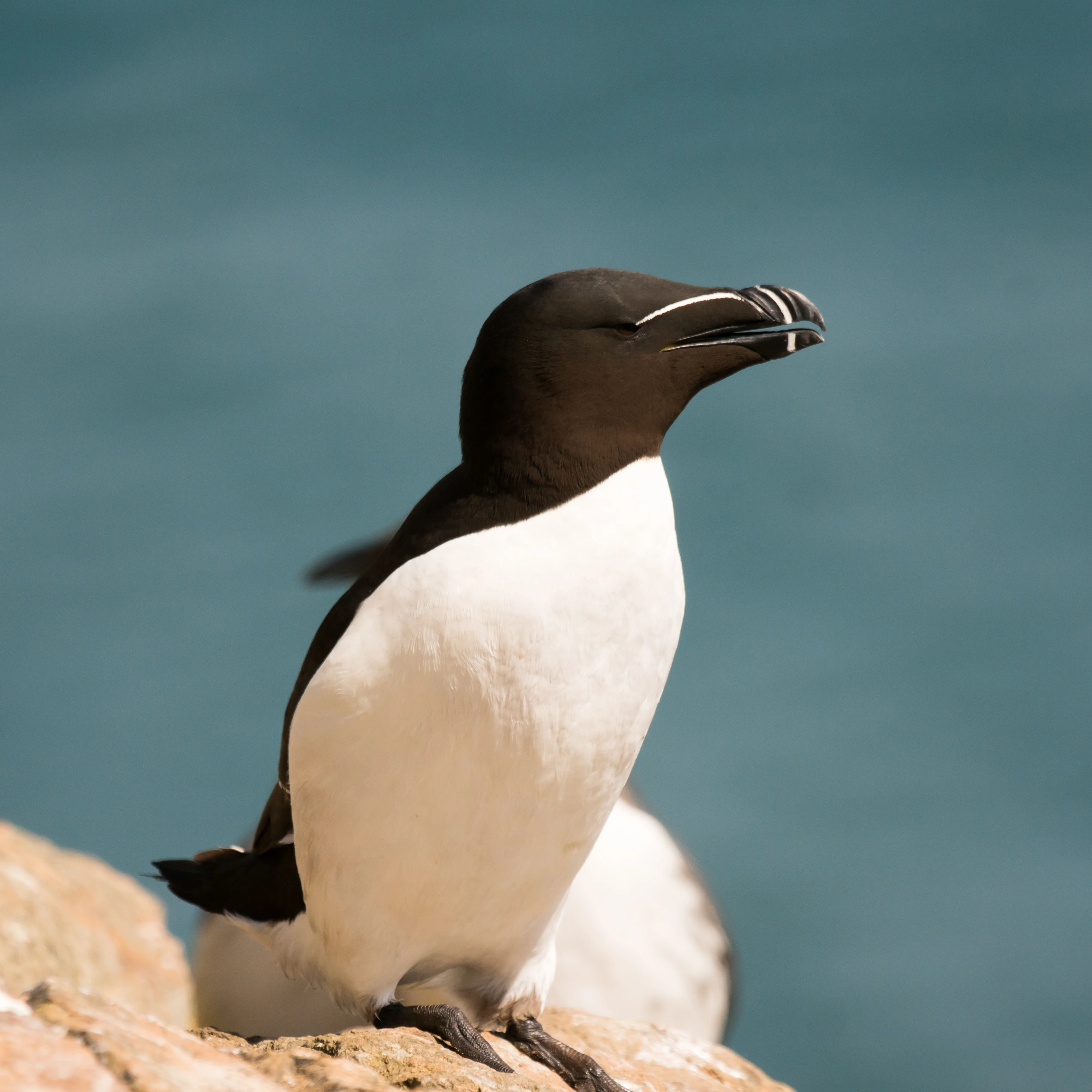 Razorbill, Skomer, Pembrokeshire, UK — photo by Jim Bennett