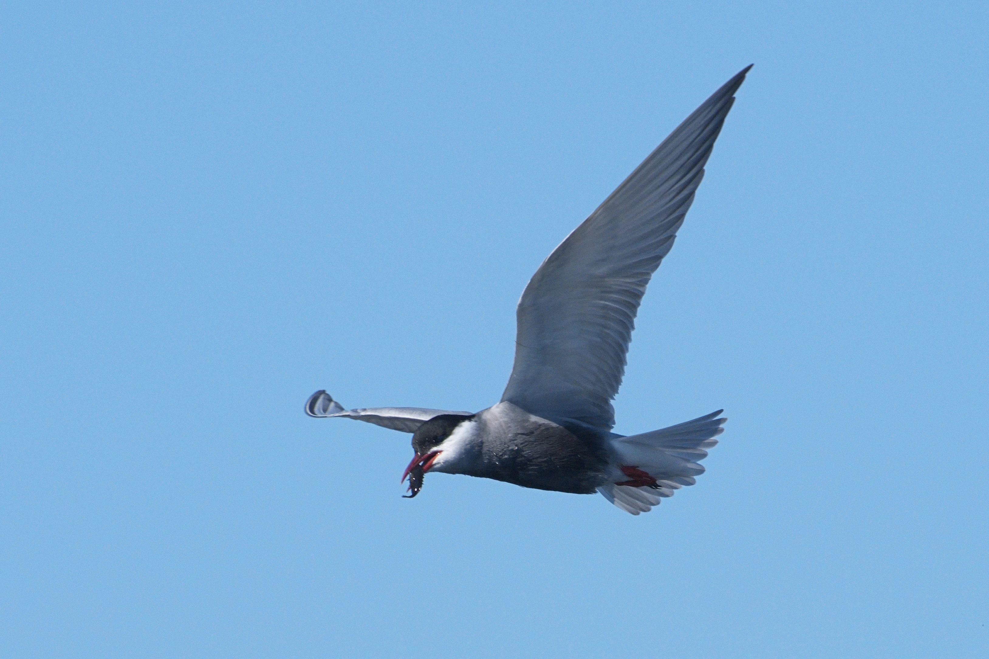 Whiskered Tern with fish, Danube Delta, Romania — photo by Jim Bennett