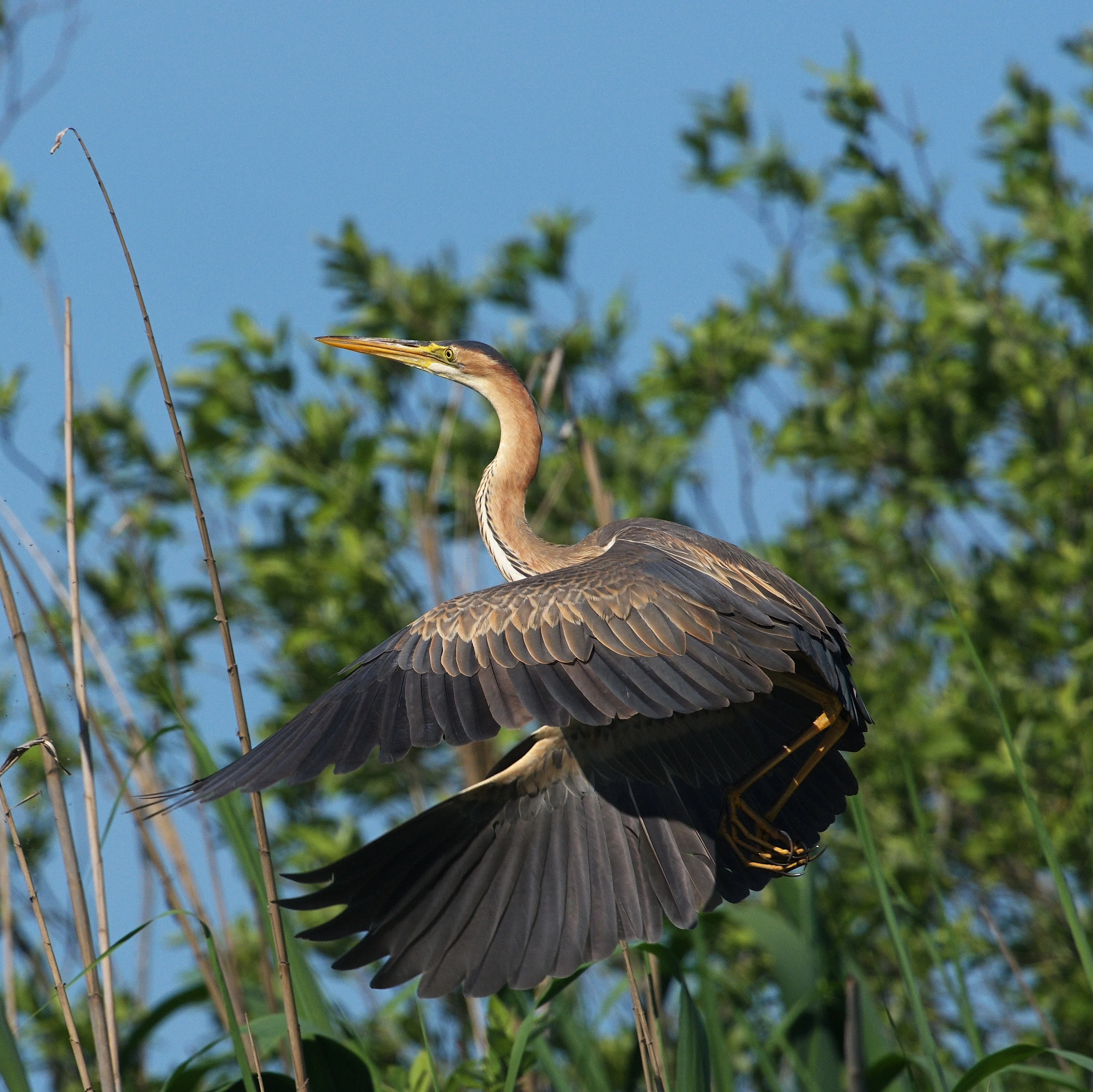 Purple Heron, Danube Delta, Romania — photo by Jim Bennett