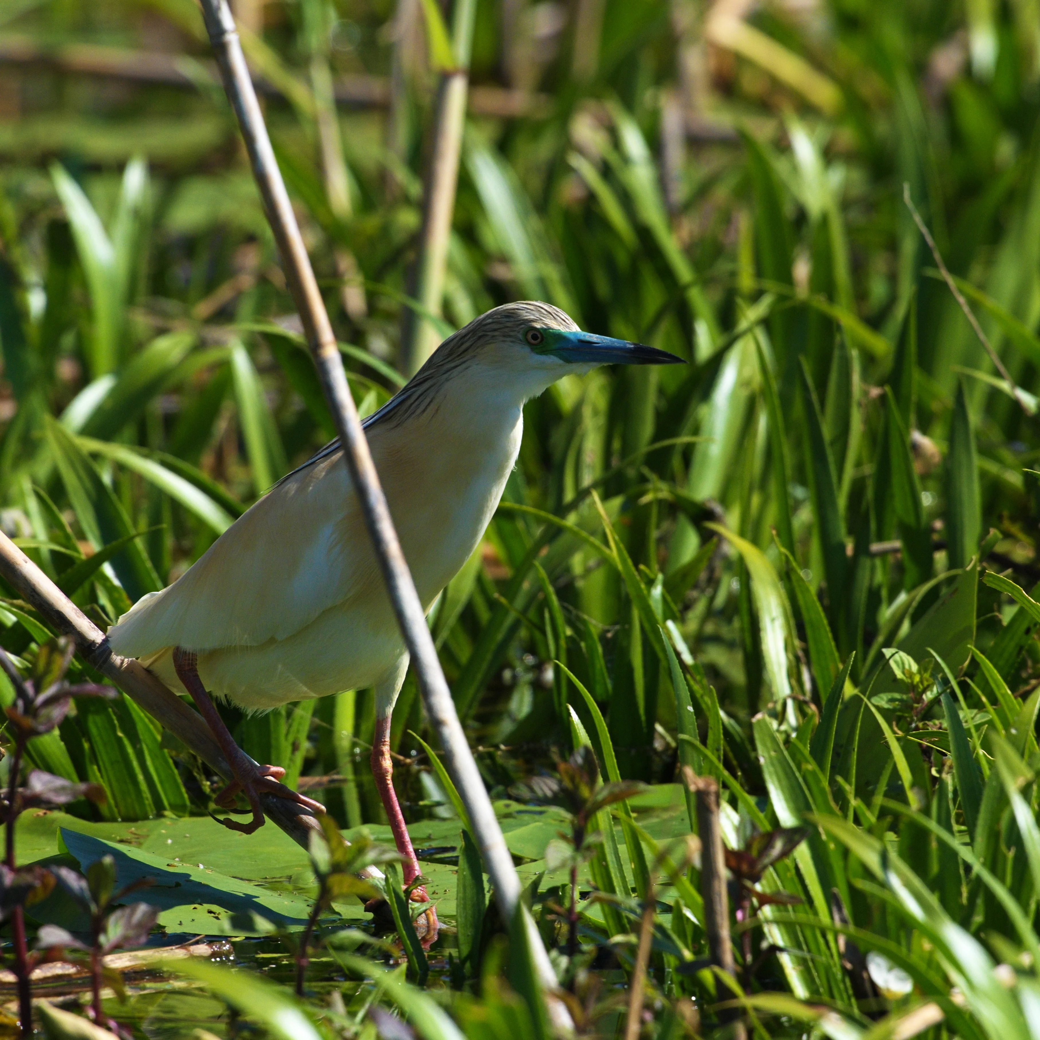 Squacco Heron, Danube Delta, Romania — photo by Jim Bennett