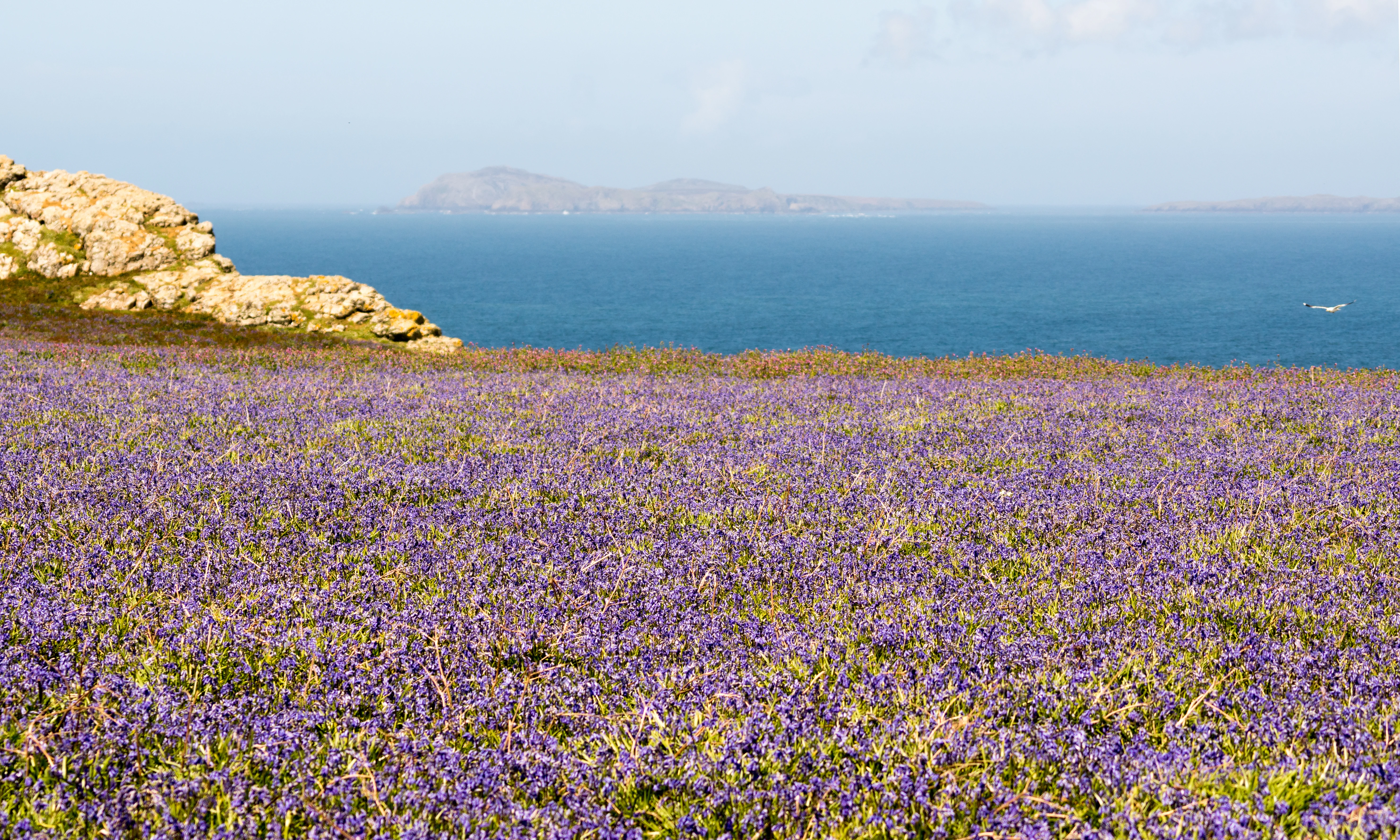 Bluebells, Skomer, Pembrokeshire, UK — photo by Jim Bennett