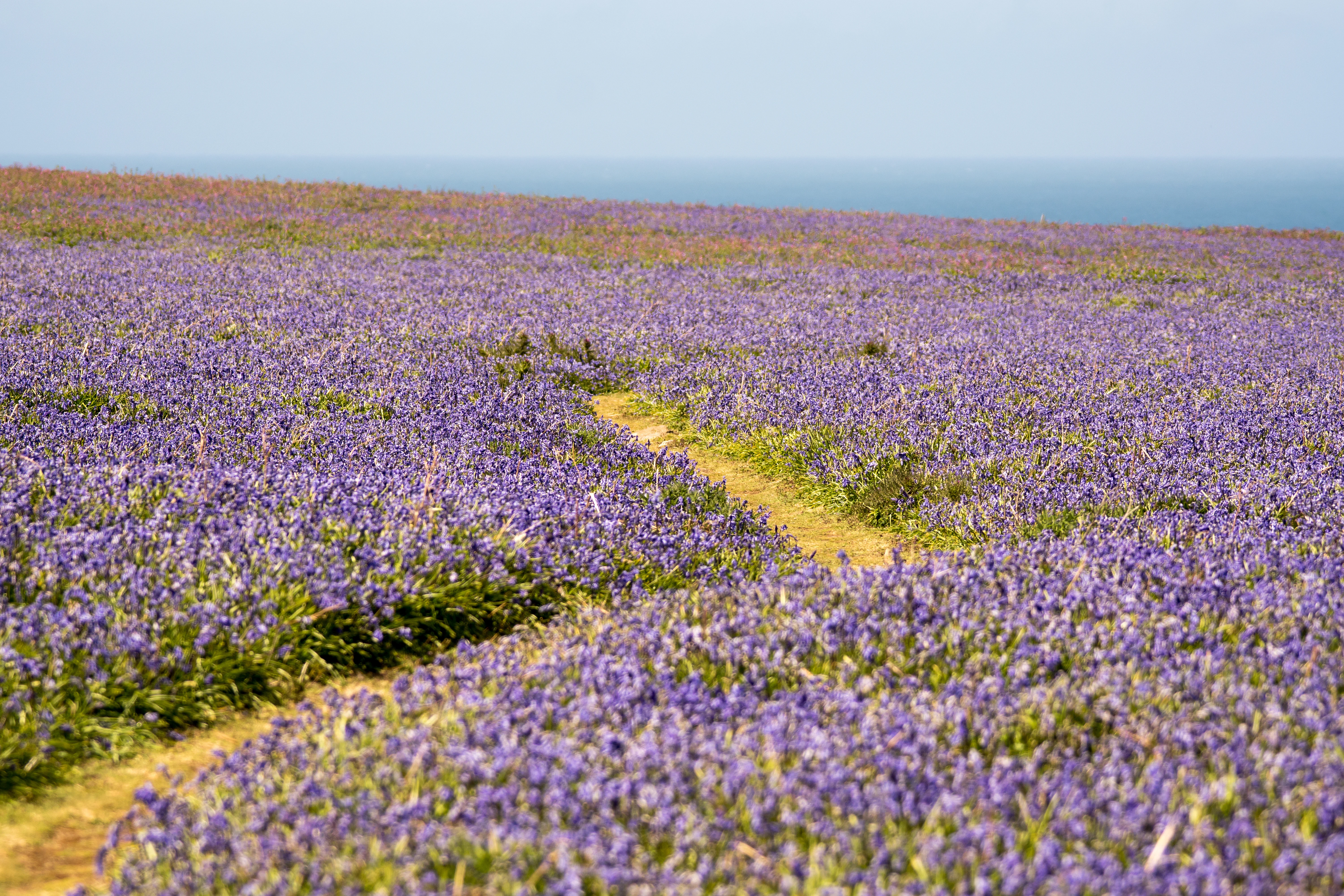 Bluebells, Skomer, Pembrokeshire, UK — photo by Jim Bennett