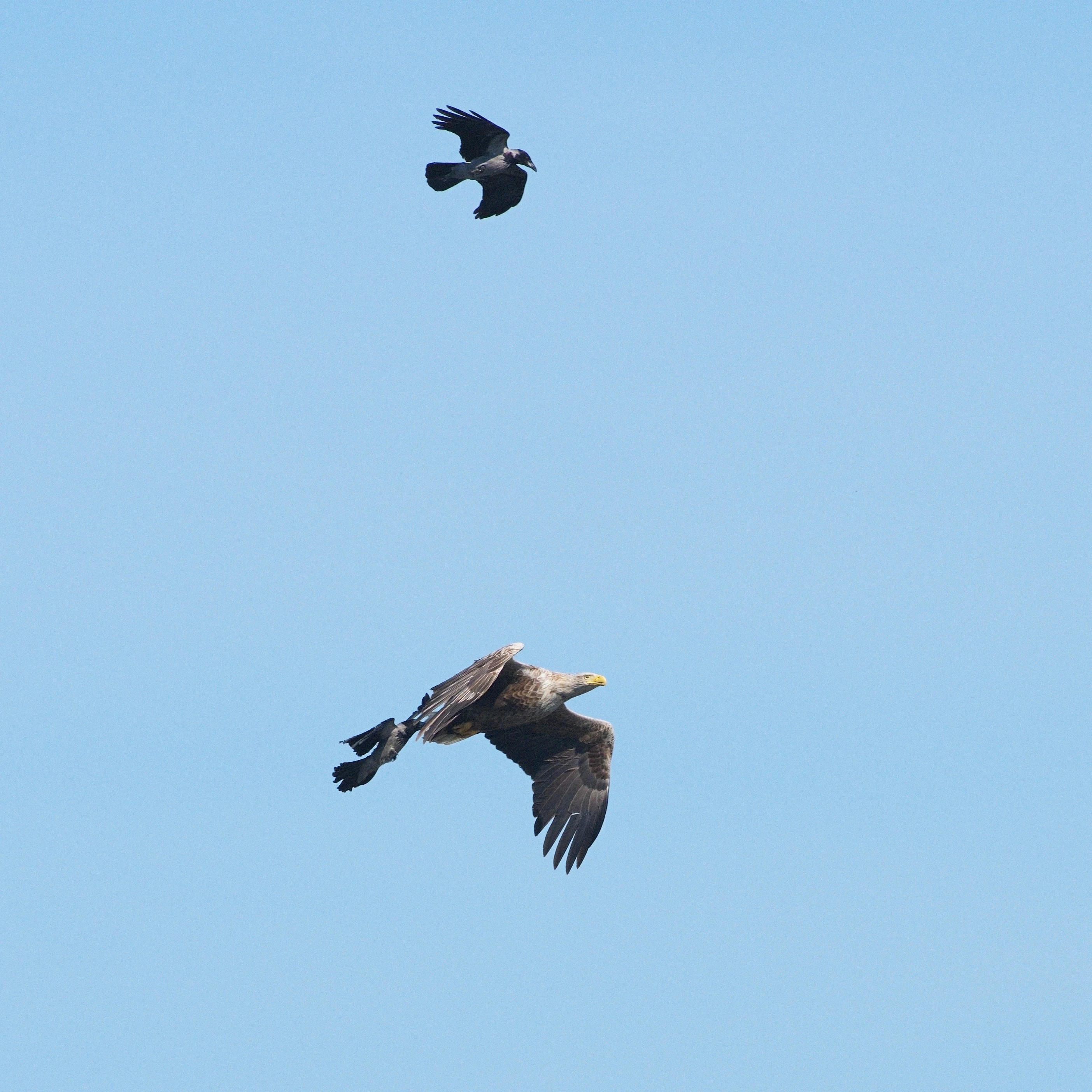 White-tailed Eagle mobbed by Hooded Crows, Danube Delta, Romania — photo by Jim Bennett
