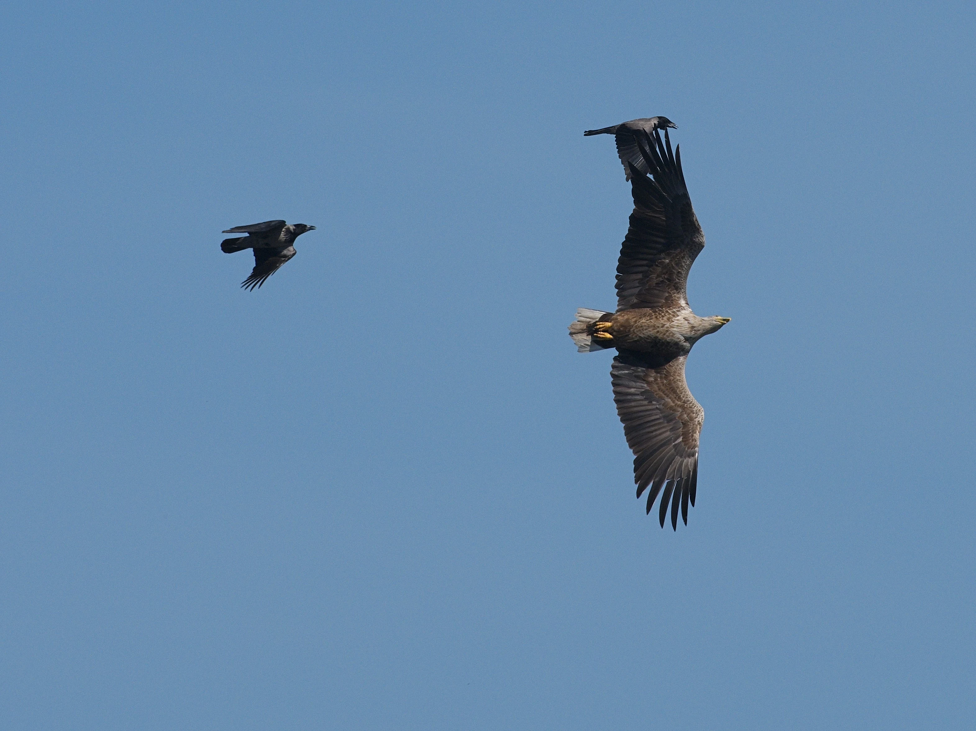 White-tailed Eagle mobbed by Hooded Crows, Danube Delta, Romania — photo by Jim Bennett