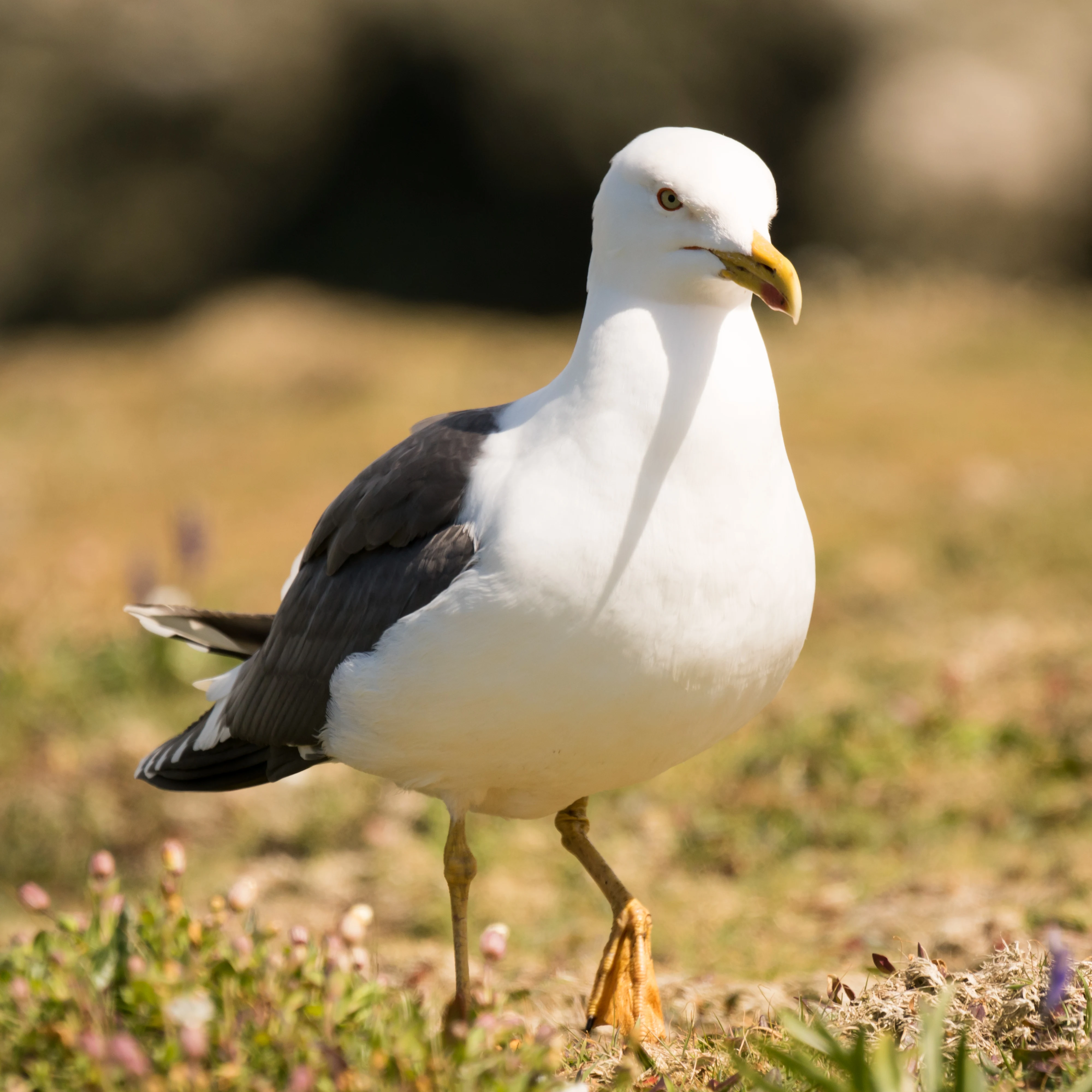 Lesser Black-backed Gull, Skomer, Pembrokeshire, UK — photo by Jim Bennett
