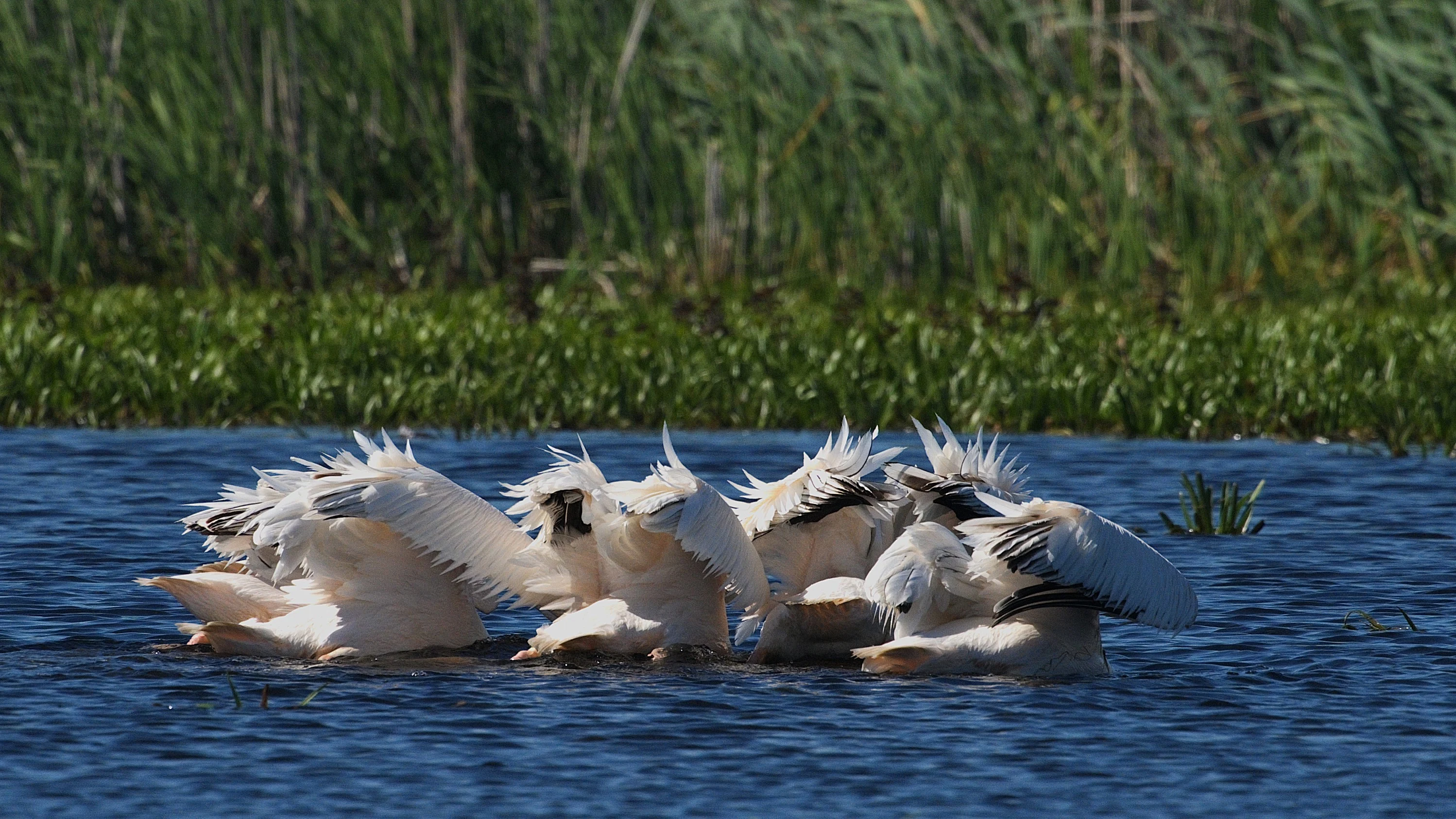 Pelicans fishing, Danube Delta, Romania — photo by Jim Bennett