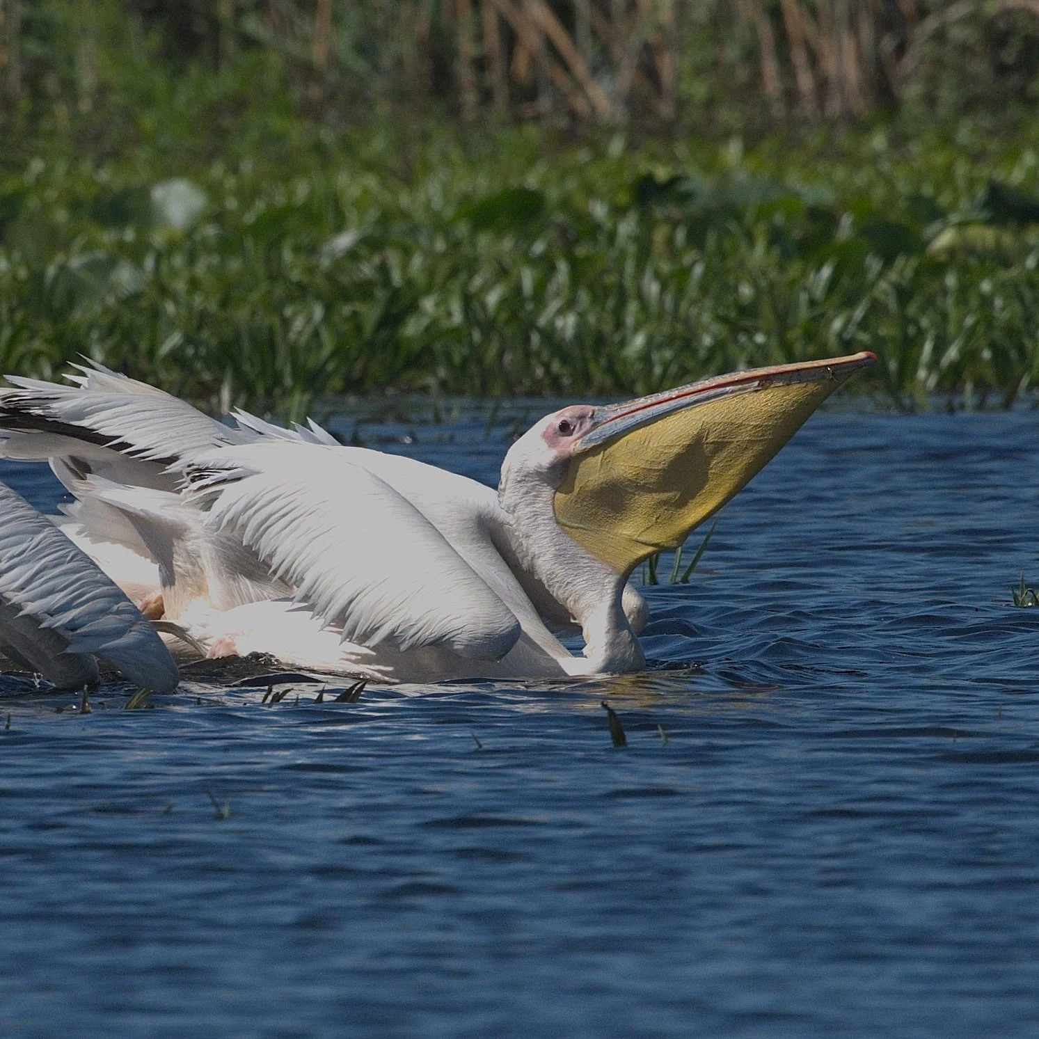Pelicans fishing, Danube Delta, Romania — photo by Jim Bennett