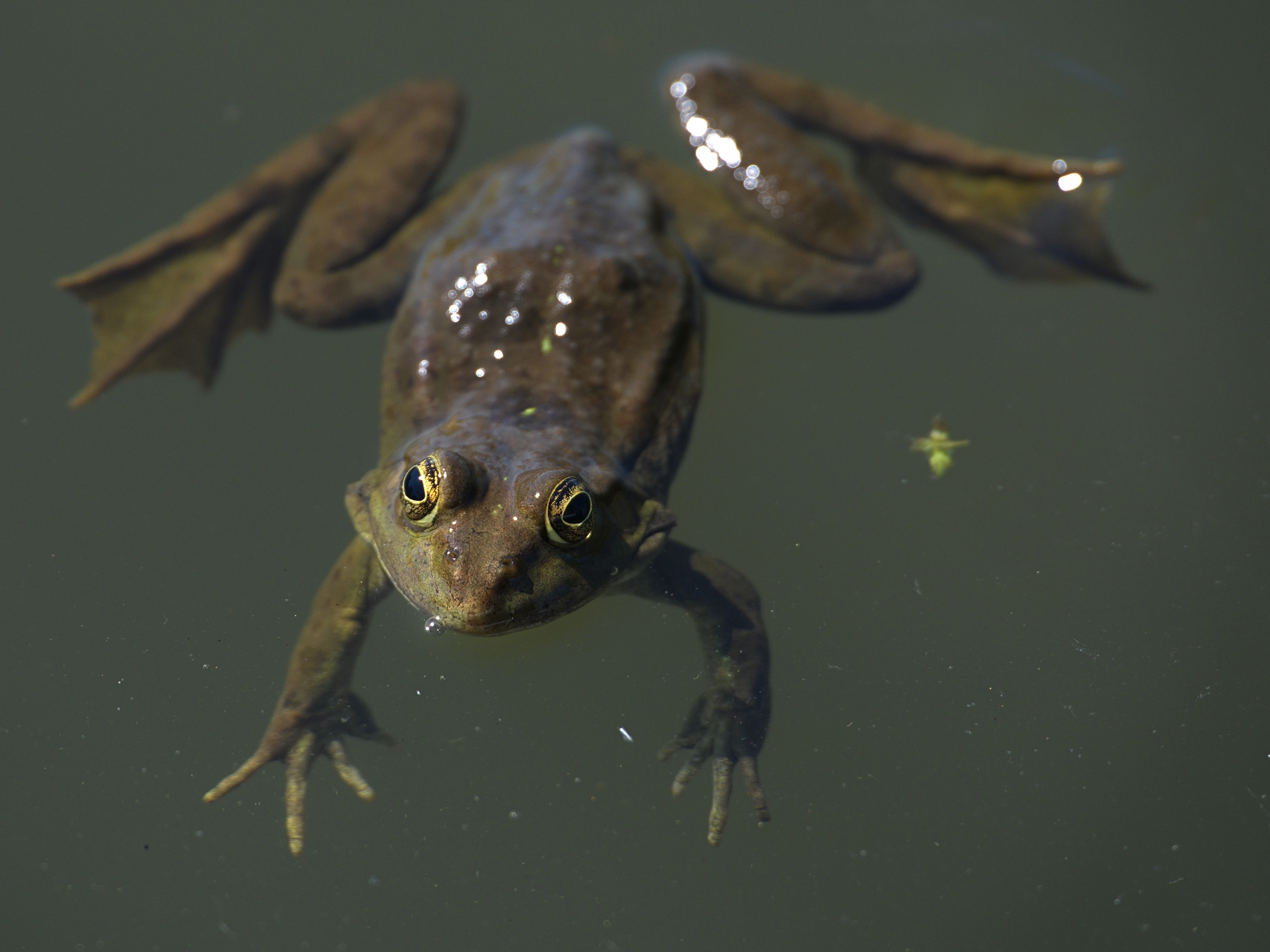 Frog, Danube Delta, Romania — photo by Jim Bennett