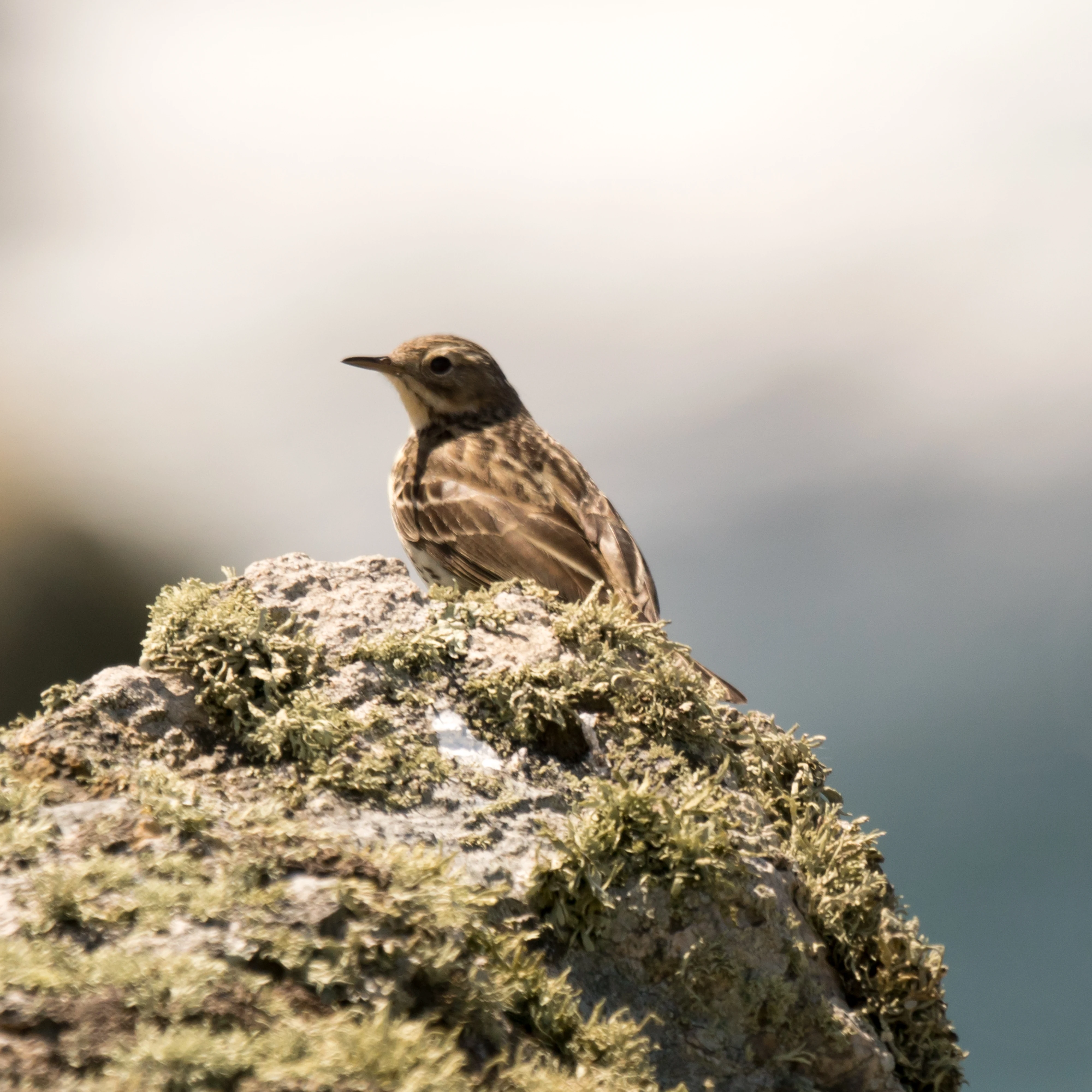Rock Pipit, Skomer, Pembrokeshire, UK — photo by Jim Bennett