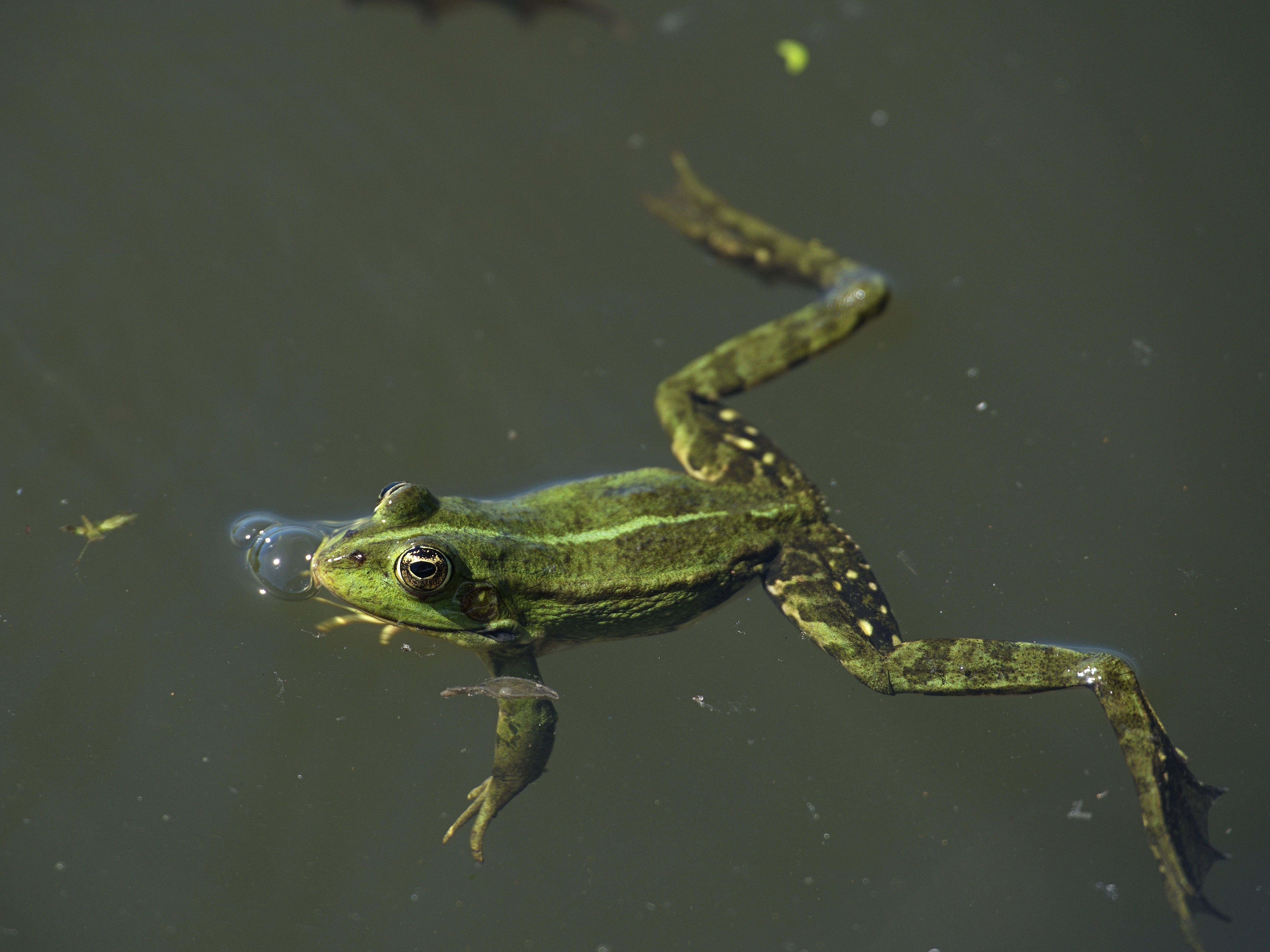 Frog, Danube Delta, Romania — photo by Jim Bennett