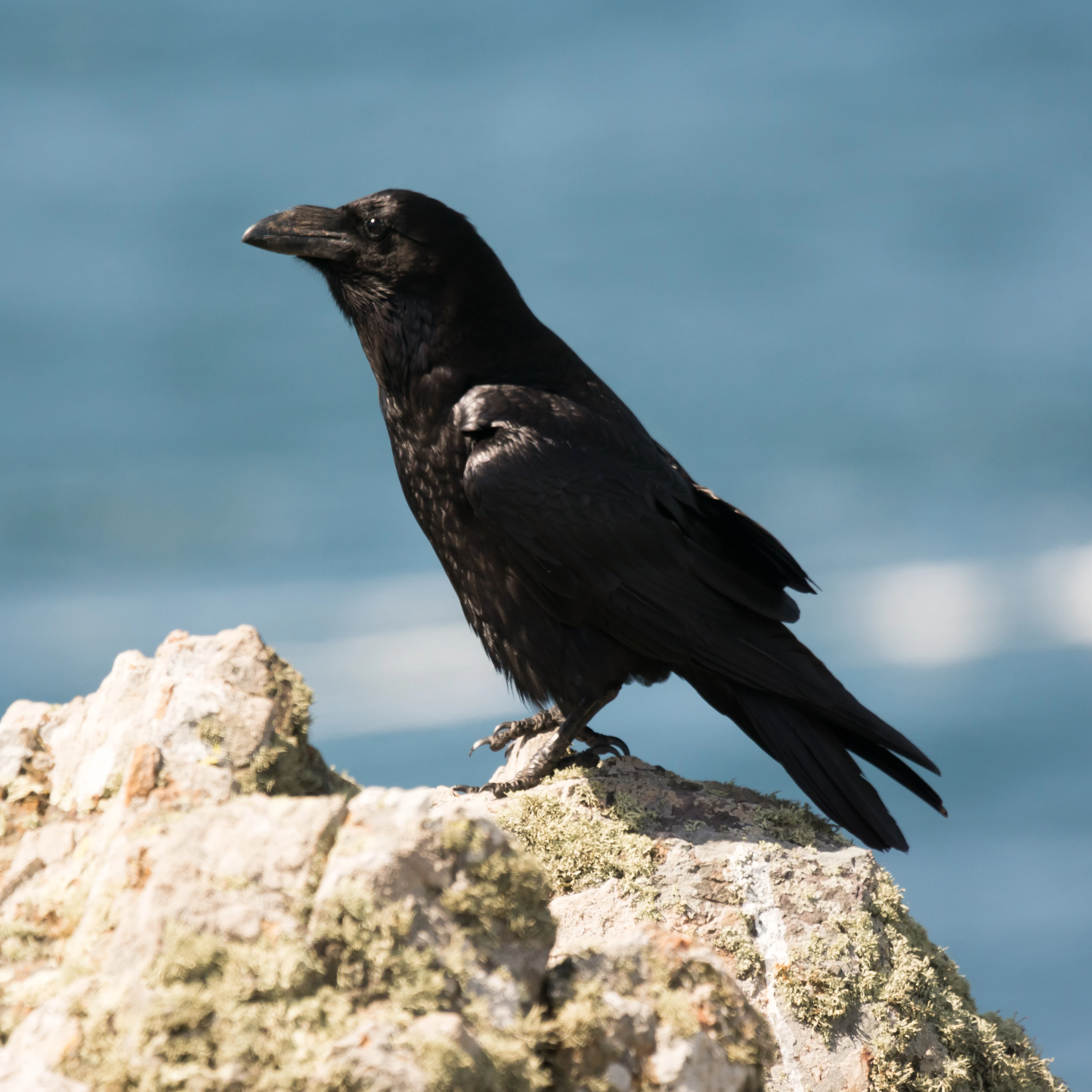 Raven, Skomer, Pembrokeshire, UK — photo by Jim Bennett