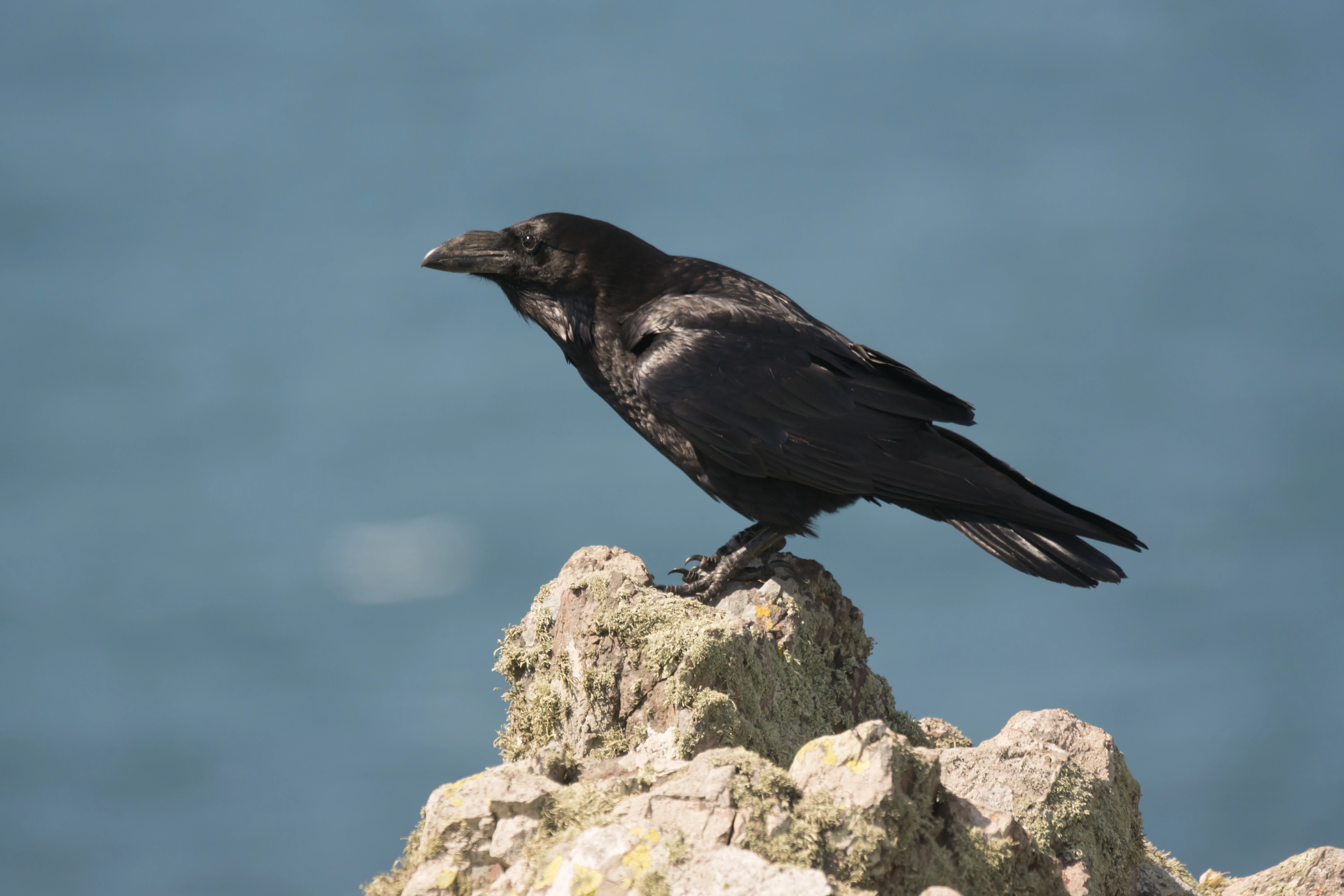 Raven, Skomer, Pembrokeshire, UK — photo by Jim Bennett