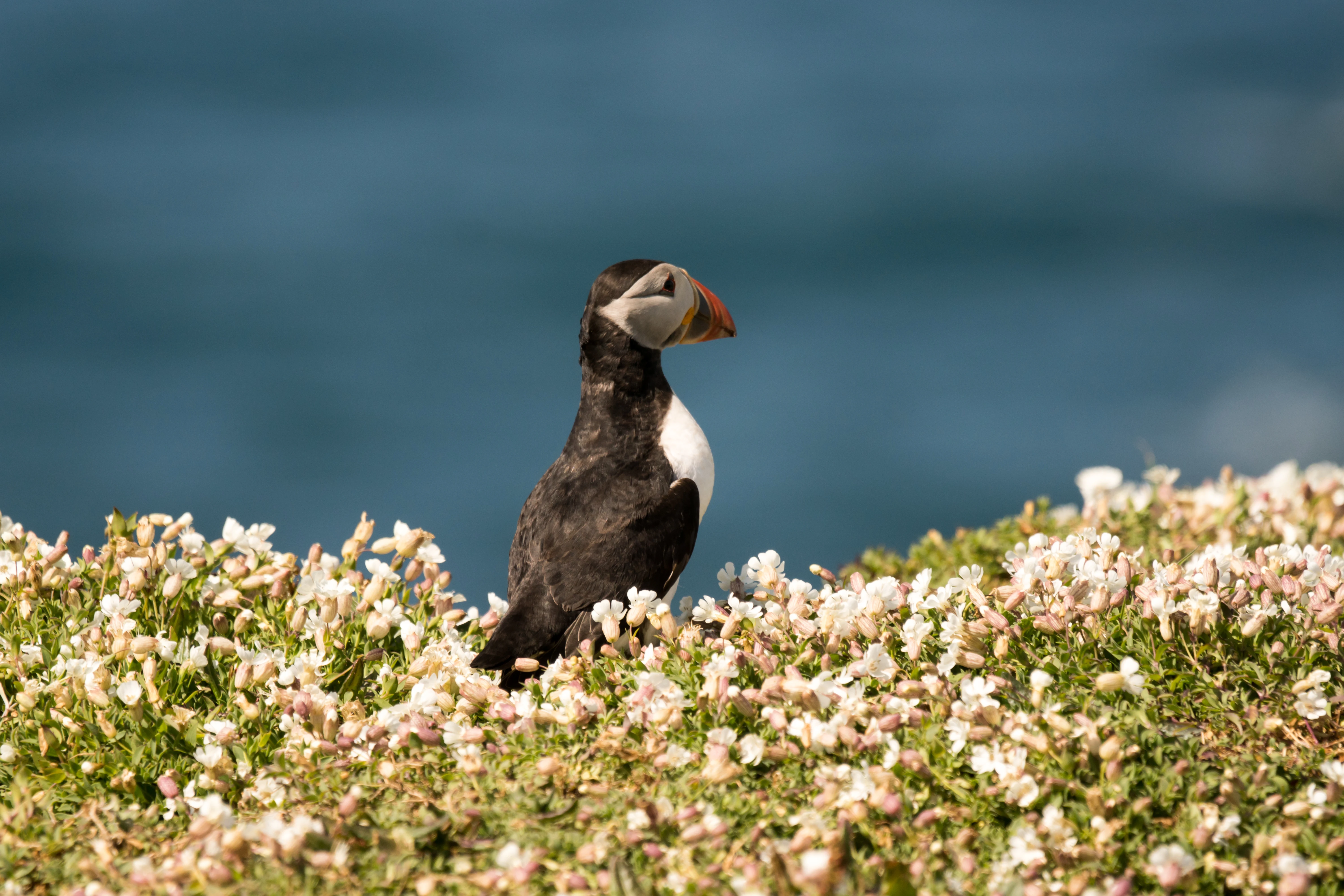 Atlantic Puffin, Skomer, Pembrokeshire, UK — photo by Jim Bennett