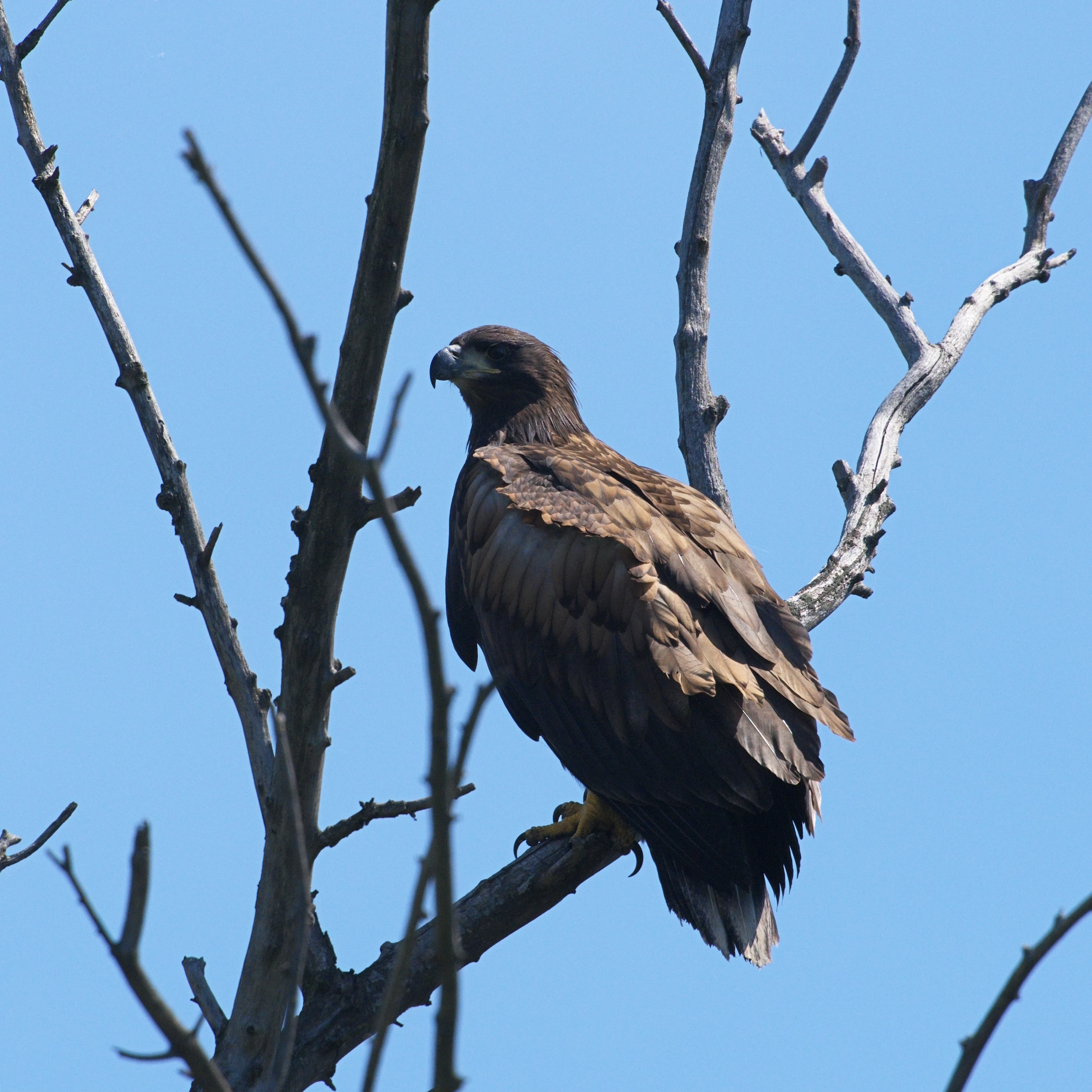 White-tailed Eagle, Danube Delta, Romania — photo by Jim Bennett