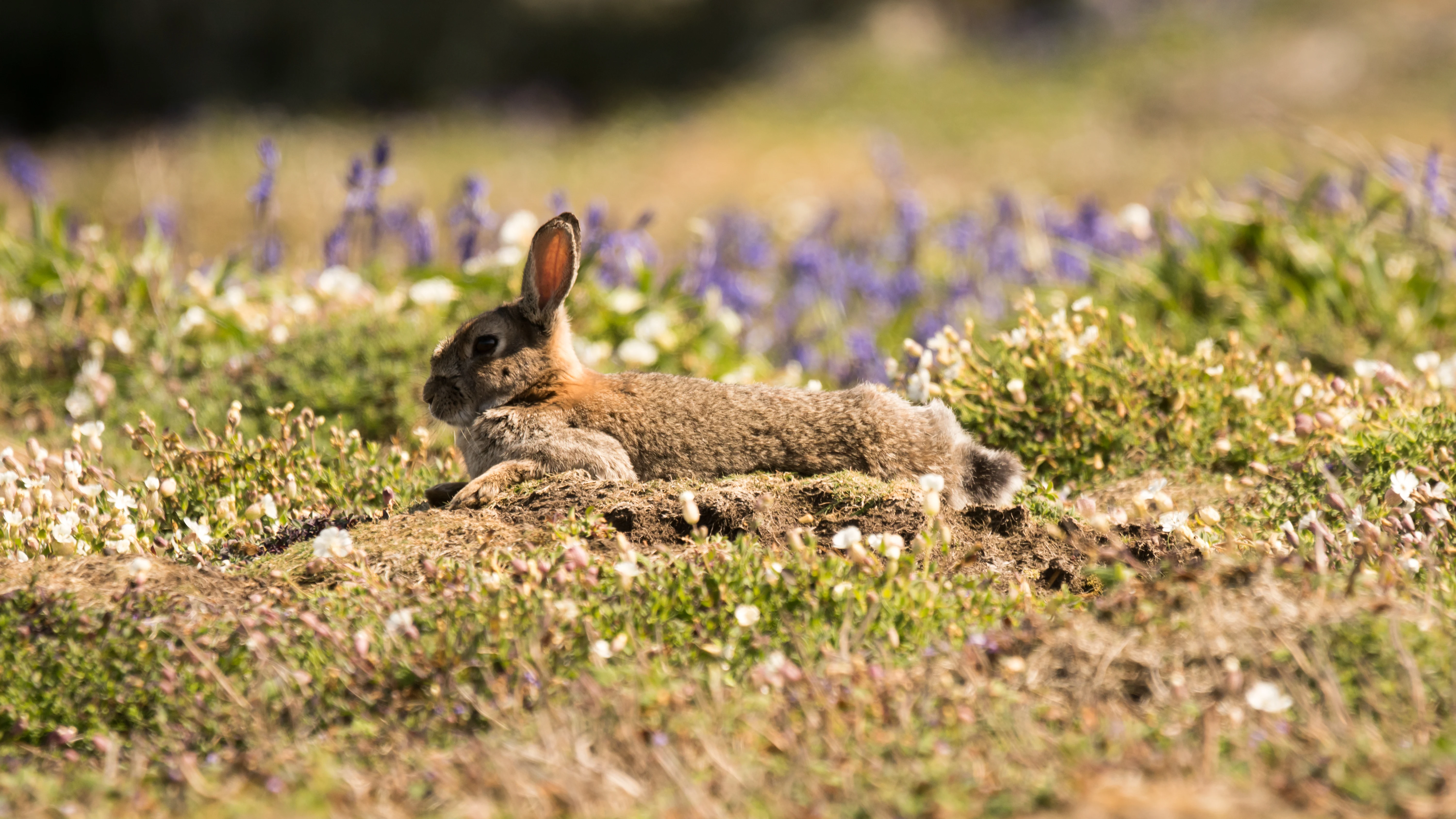 Rabbit, Skomer, Pembrokeshire, UK — photo by Jim Bennett