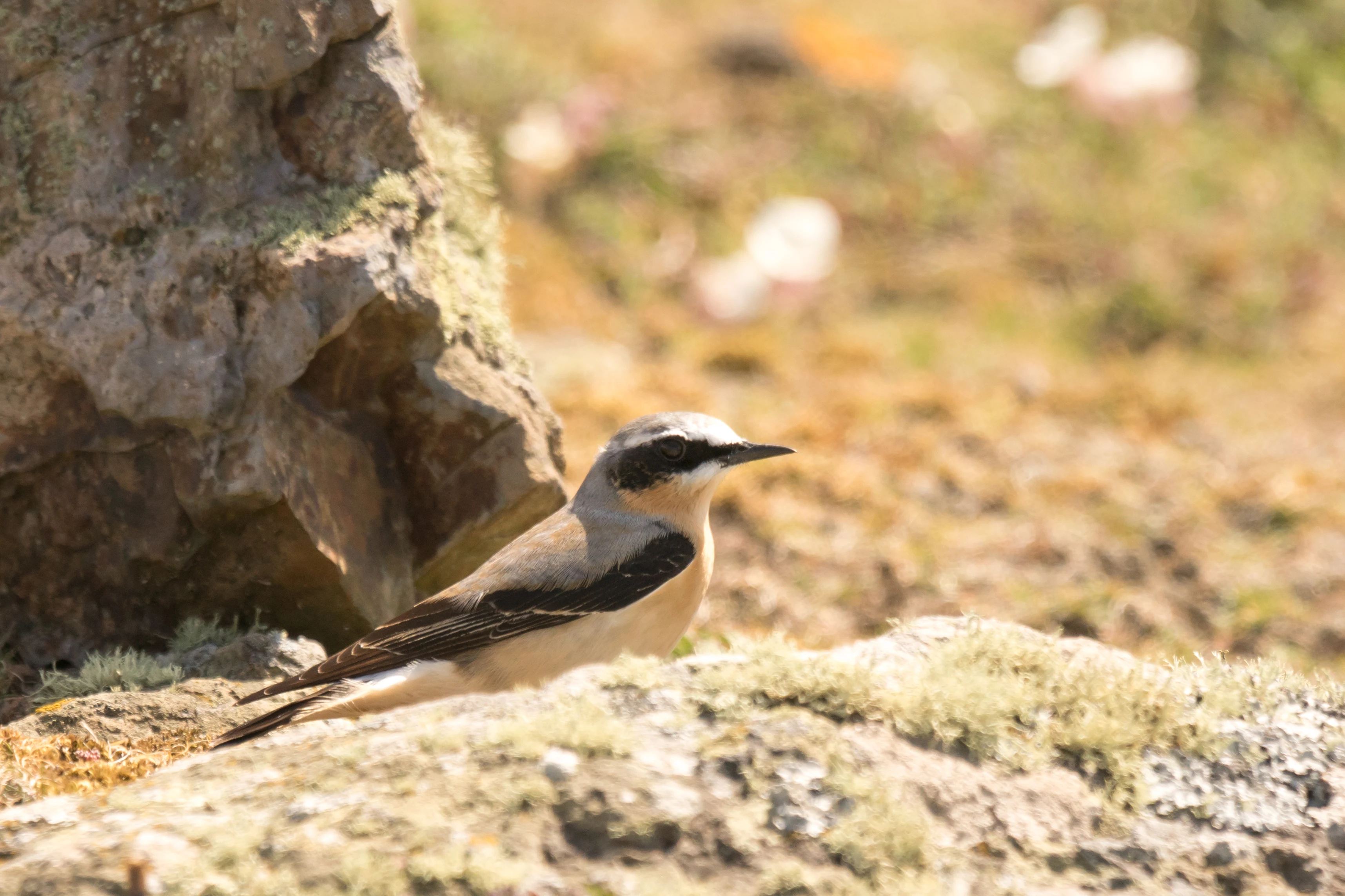 Wheatear, Skomer, Pembrokeshire, UK — photo by Jim Bennett